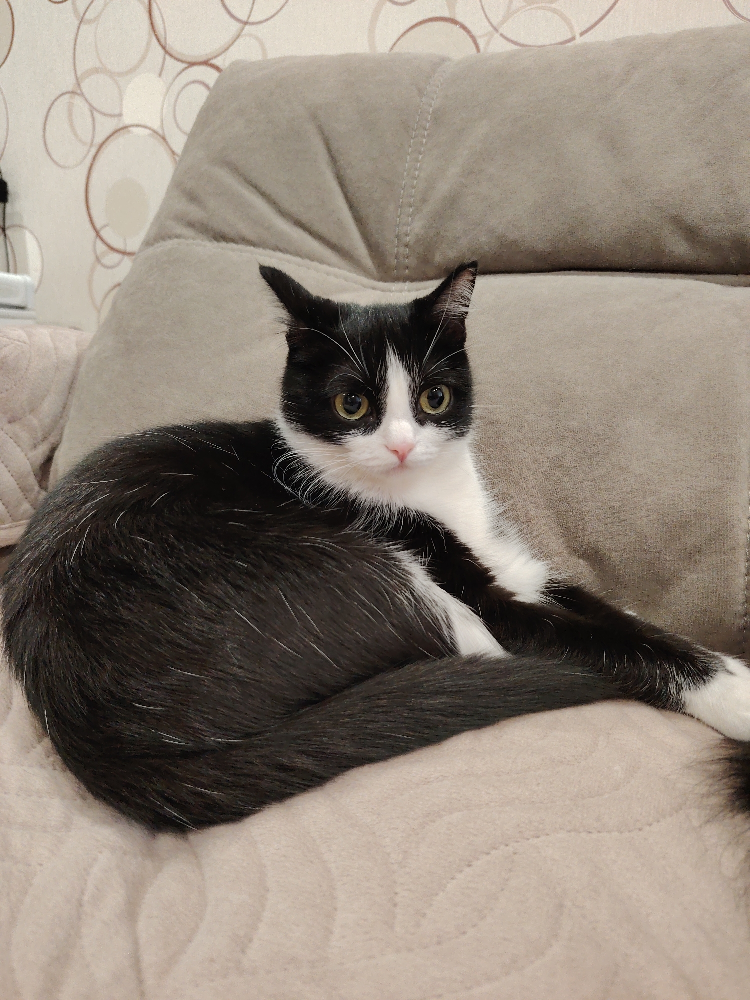 A black and white cat with green eyes lies curled up on a beige sofa. The cat is predominantly black with a white chest and face. The background features a wall with a circular patterned wallpaper. The cat appears to be indoors.