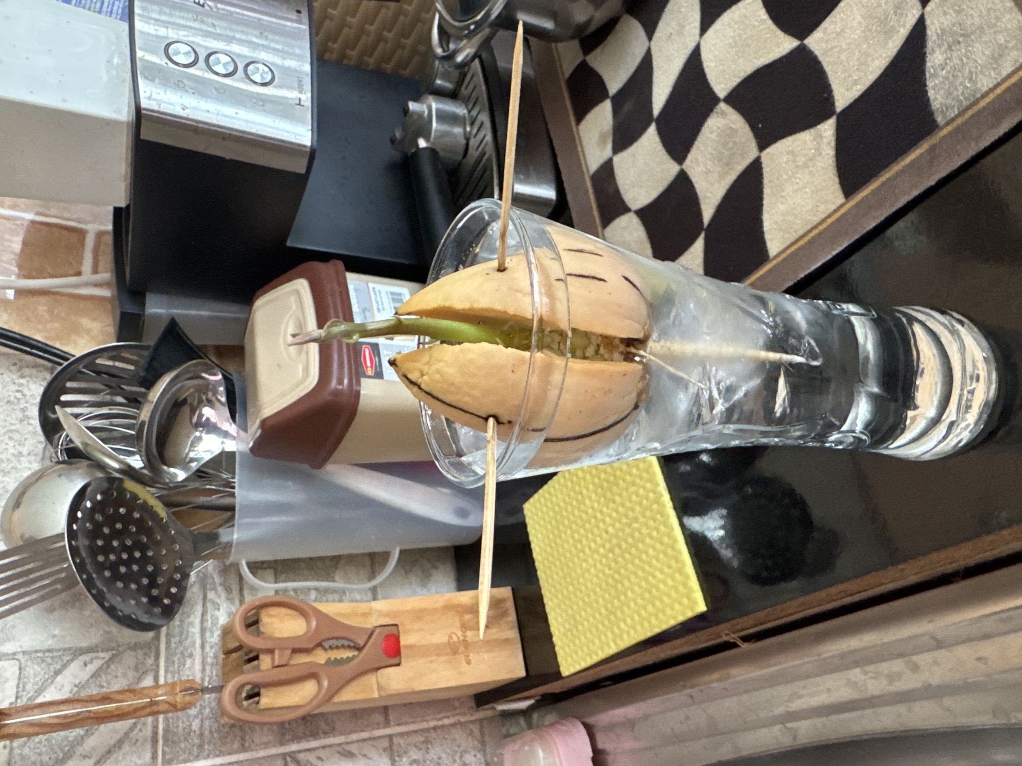 In a kitchen environment, possibly in the city of Sredets, Bulgaria, an avocado pit is undergoing propagation in a clear glass filled with water and ice. The pit, split in half with toothpicks inserted to suspend it, has sprouted a small green shoot and a root extending into the water. The glass sits on a dark, reflective countertop.
To the left of the glass, a wooden block holding kitchen shears is visible. Behind the glass, a gray mug overflows with various kitchen utensils, including a slotted spoon, a ladle, and whisks. Further back, a brown and beige plastic container with a lid is positioned next to a coffee machine. A bright yellow, textured cloth rests on the countertop between the shears and the glass. The background features a tiled wall. A checkered mat is present on the right side of the countertop. The overall lighting suggests an indoor setting, likely during the day.