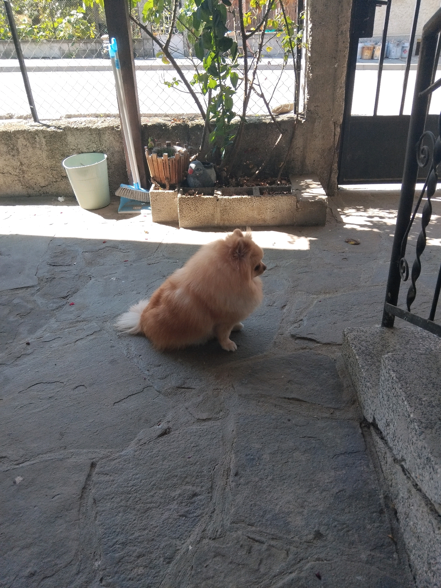 The image depicts an outdoor scene on a concrete patio. In the foreground, a small, fluffy, light-orange dog with a white tail is sitting and looking to the right. The dog is positioned on the left side of the frame. Behind the dog, to the left, is a light-green plastic bucket and a blue and white broom with its bristles resting on the ground. Further back and to the right of the bucket, there is a wooden planter with some plants and a small grey ceramic gnome-like object. The patio is paved with irregular, large grey stones. In the background, a metal fence is visible, with greenery and trees beyond it, suggesting an outdoor setting in a residential area. To the far right of the image, a black metal gate and a stone step are visible. The lighting suggests it is daytime, with strong shadows cast on the ground. The location is identified as Apriltsi, Bulgaria.