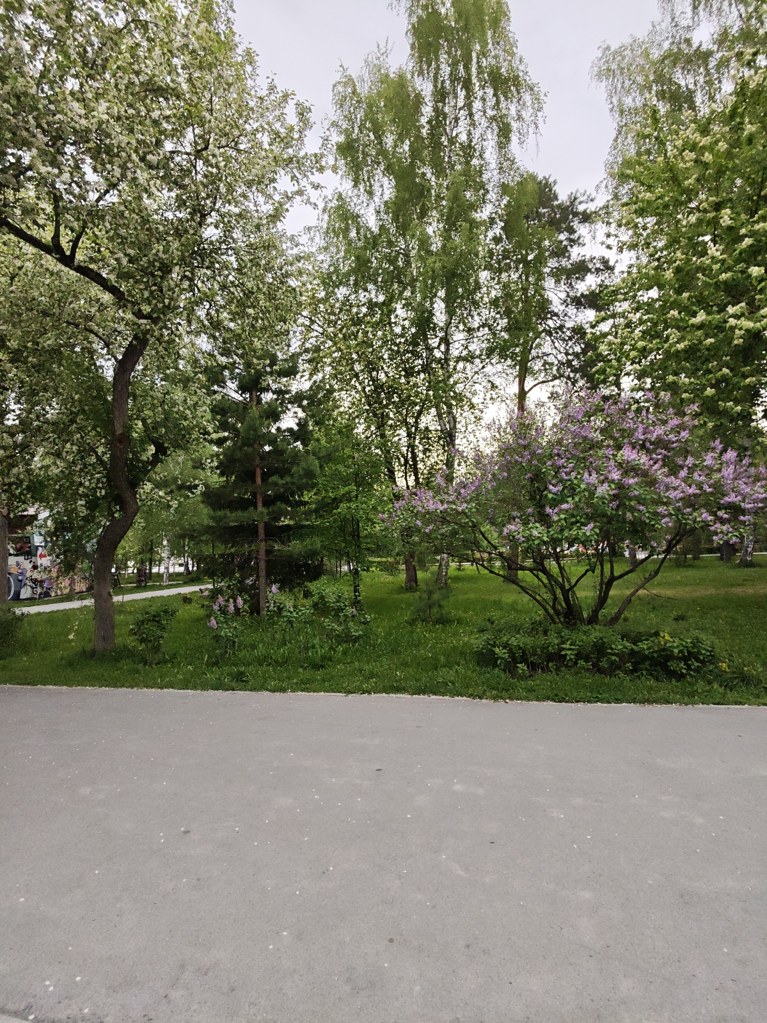 The image depicts a park scene in Novosibirsk, Russia. In the foreground is a paved walkway, transitioning into a strip of green grass. Beyond the grass are trees and bushes. There are trees with white blossoms and a flowering bush with purple flowers. Further back are more trees and foliage. The sky is overcast.