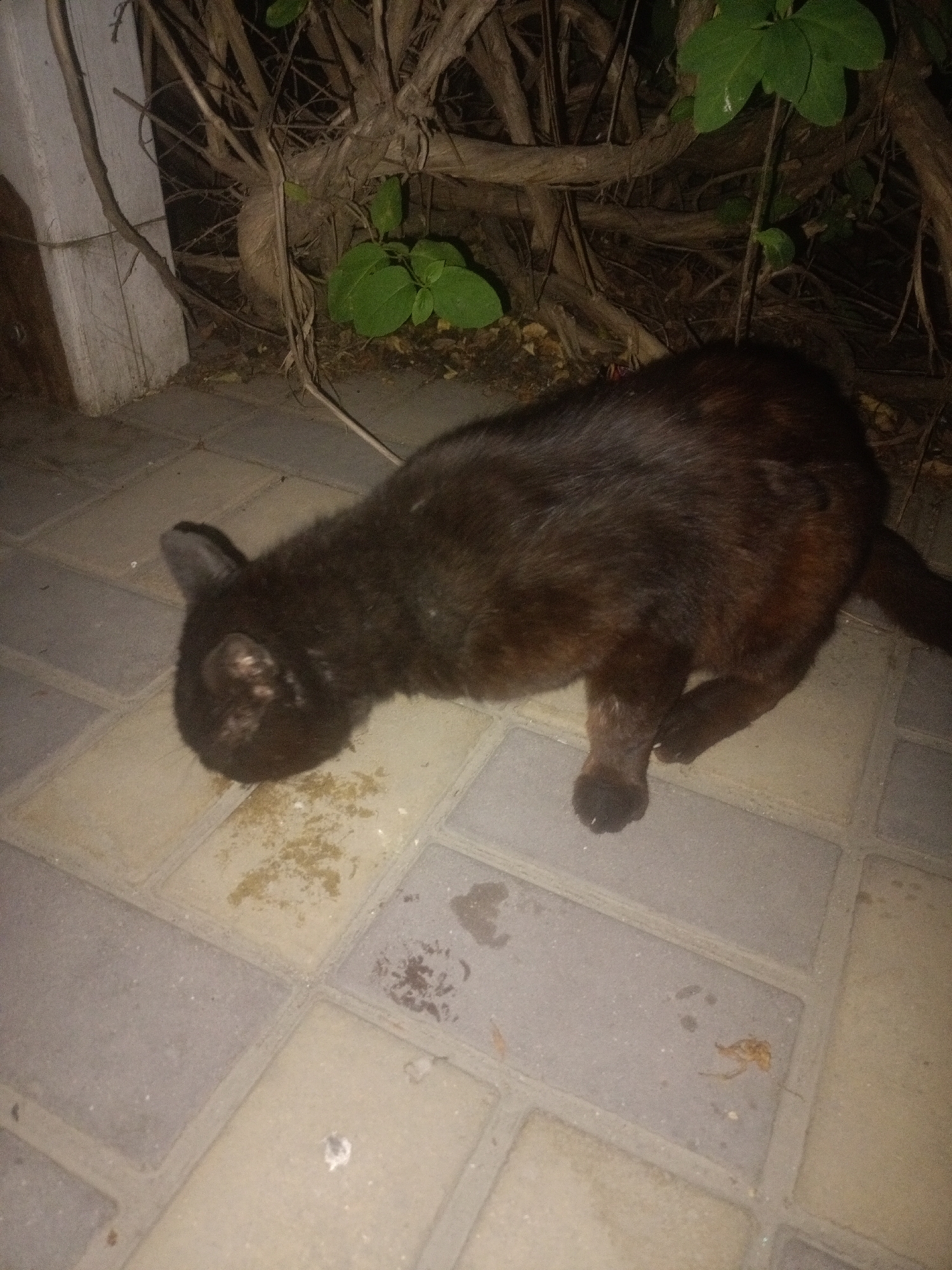 A black cat is seen from above, crouched on a paved area, possibly a sidewalk, with its head down as if eating or drinking from a patch of ground where there is spilled food or liquid. The cat is dark brown or black, with some lighter reddish-brown patches visible on its fur. Its ears are pointed and alert. The ground is made of interlocking rectangular pavers, some of which are lighter beige and others a darker grey. In the background, there is a tangle of dry branches and some green leaves, suggesting the presence of a bush or tree. A white column or wall is visible on the left side of the image. The scene appears to be outdoors and possibly at night, given the lighting. The location is identified as Parkany, Moldova.