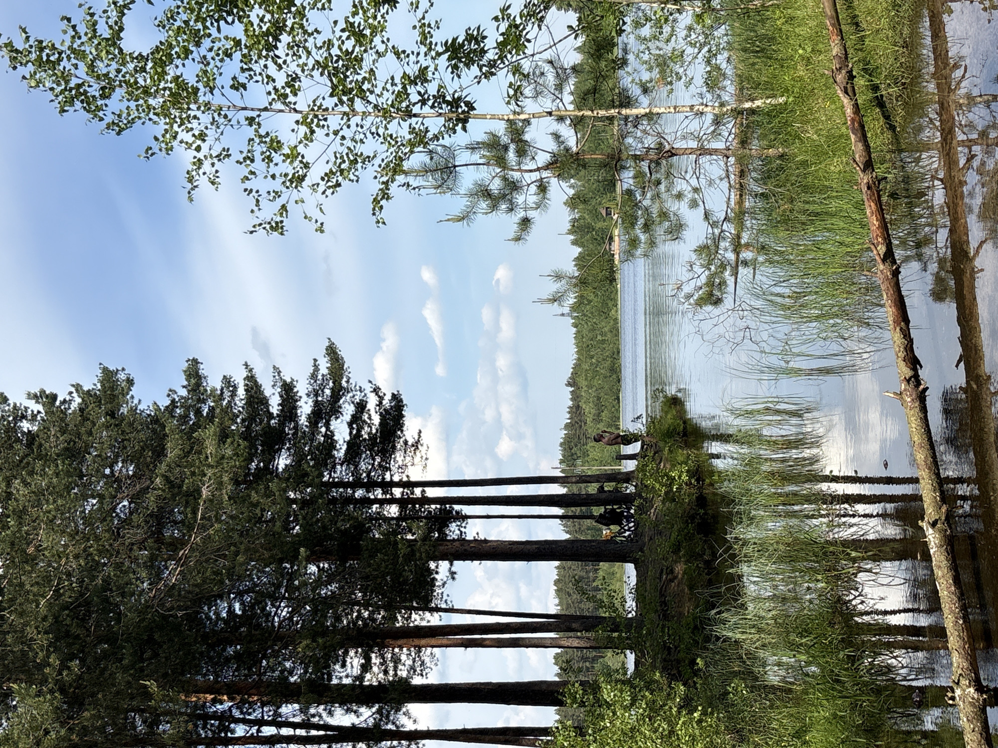 The image depicts a natural landscape in Posyolok Imeni Morozova, Russia, featuring a lake surrounded by forest under a partly cloudy sky.
In the immediate foreground, a fallen log with visible bark and branches extends horizontally across the water, partially submerged. Green reeds and grasses grow densely along the shallow margins of the lake, reflecting in the calm water.
To the left midground, a small landmass covered with tall, slender pine trees juts into the lake. On this landmass, at least three individuals are present. One shirtless individual stands near the water's edge, facing the lake, appearing to be observing or engaged in an activity such as fishing. Two other individuals are seated further back under the pine trees, adjacent to two bicycles. The ground here is uneven and earthy.
To the right midground, a young, light-barked deciduous tree, possibly a birch, with green leaves stands closer to the viewer, partially obscuring the lake. A smaller pine sapling is also visible in this area.
The background consists of a distant forested shoreline across the lake. A small, dark-roofed wooden structure is visible on this distant shore, slightly left of the center. Above the distant treeline on the left, a tall, slender mast or tower is faintly discernible.
The sky is light blue with scattered white cumulus clouds. The lighting suggests daytime conditions. The lake's surface reflects the sky and surrounding vegetation.