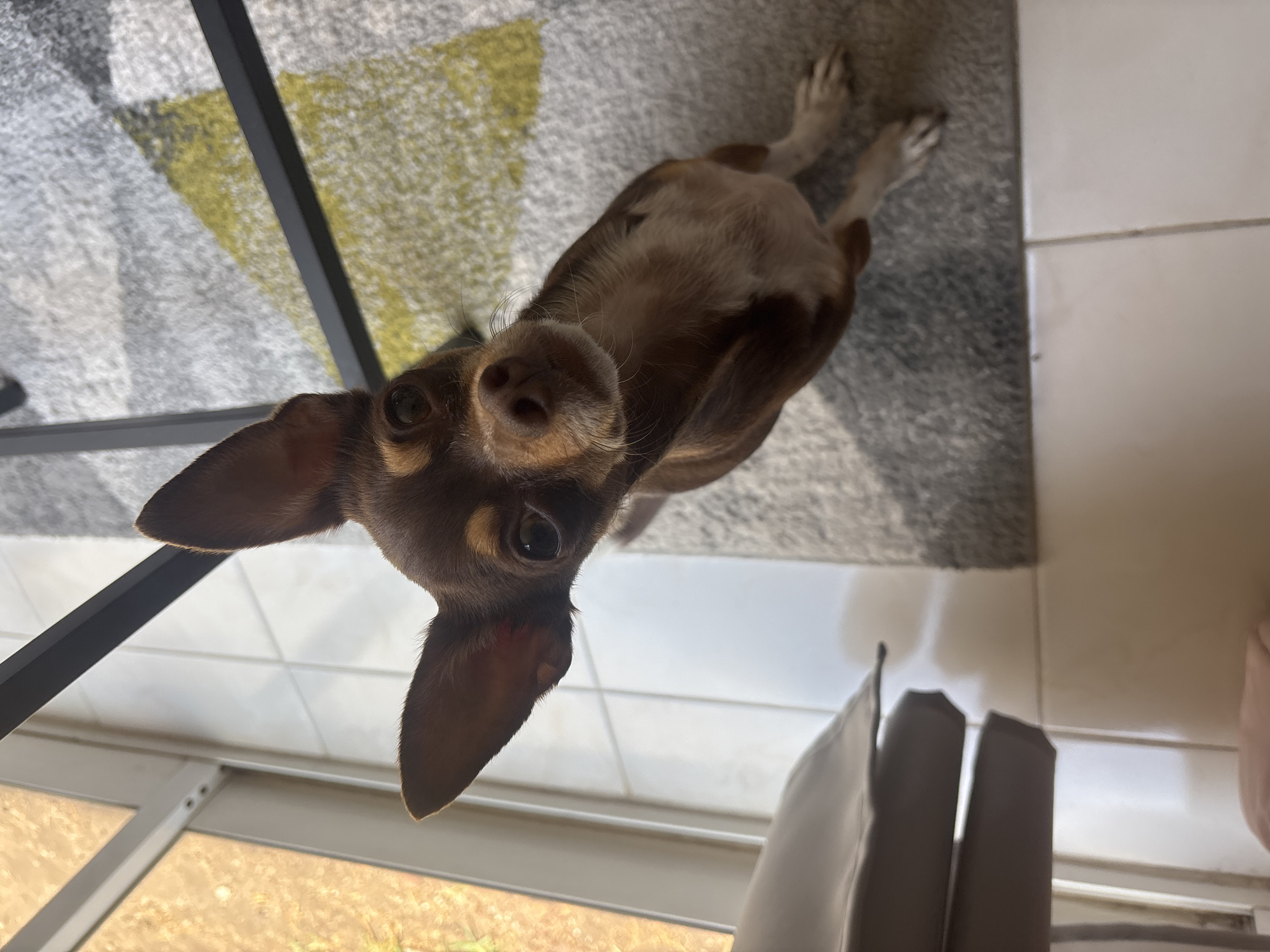 A brown and tan chihuahua-mix dog lies on its back on a gray rug with yellow accents, positioned on white ceramic tiles. Part of a black metal chair is visible on the upper left, a white curtain is on the lower right and a window with a view to the outside is visible on the bottom left of the photo. The dog is looking directly at the camera. The location is Puebla, Mexico, but the exact street or neighborhood cannot be determined from this image.