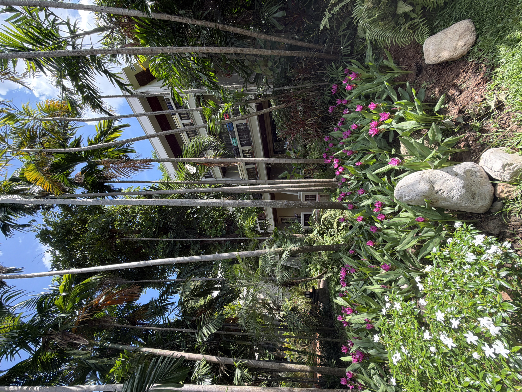 In the city of Ko Samui District, Thailand, a lush garden thrives under a bright, partly cloudy sky. Tall, slender palm trees dominate the scene, their fronds casting dappled shadows on the ground below. Amidst the greenery, a modern building with multiple stories peeks through the foliage. The foreground is adorned with a vibrant display of flowers. Clusters of pink Siam tulips stand tall, their bold blossoms a striking contrast to the verdant leaves. Interspersed with the tulips are delicate white star-shaped flowers, adding a touch of elegance to the garden. Two large, smooth stones rest on the ground, adding a natural, sculpted element to the landscape. The overall impression is one of tropical tranquility and natural beauty, enhanced by the architectural presence of the building.