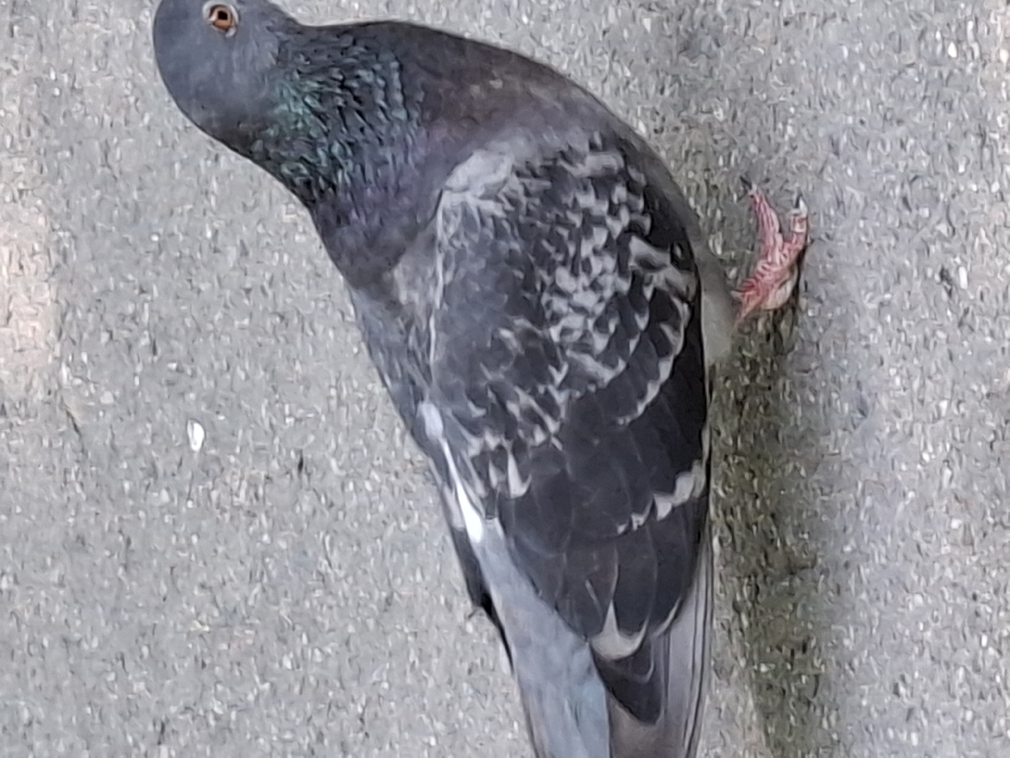 A pigeon stands on a gray, paved surface. The pigeon is facing right and is predominantly gray with some iridescent green and purple feathers on its neck. Its eye is visible and appears orange. The pigeon's foot, which is pink, is clearly visible in the lower right of the image, with its toes splayed. The background is out of focus, showing the texture of the pavement. This image was taken in Almaty, Kazakhstan.