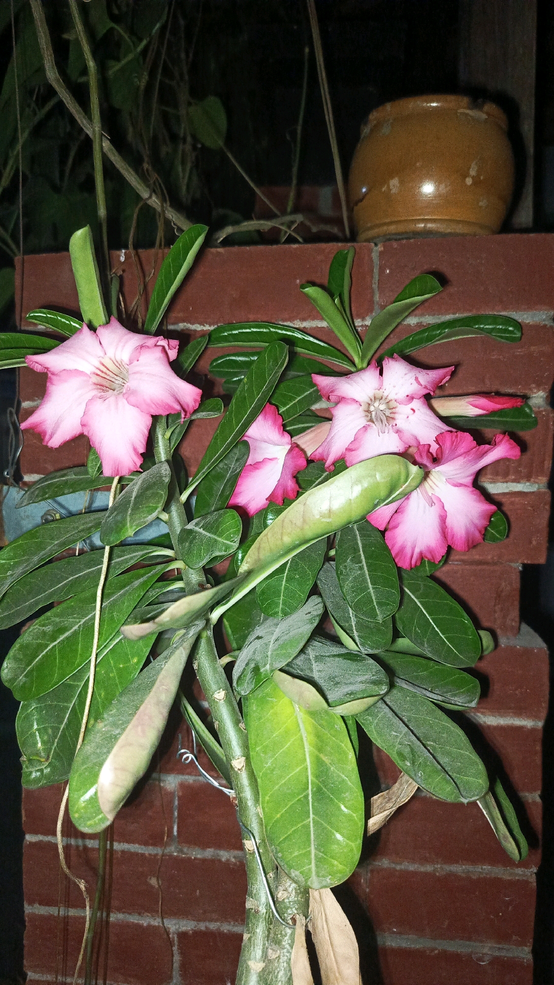 A close-up, eye-level, vertical shot captures a vibrant desert rose plant with multiple pink and white flowers blooming against a rustic brick wall in Babadan, Indonesia. The plant's thick, green stems and lush leaves are in sharp focus, with some leaves showing slight discoloration. Several delicate flowers, some fully open and others in bud, exhibit a gradient of color from soft pink to white. In the upper right corner, a small, round, brown ceramic pot is visible, perched on the brick wall. The background is dark and slightly blurred, hinting at a nighttime setting. The scene is static, with no visible people or ongoing activity.