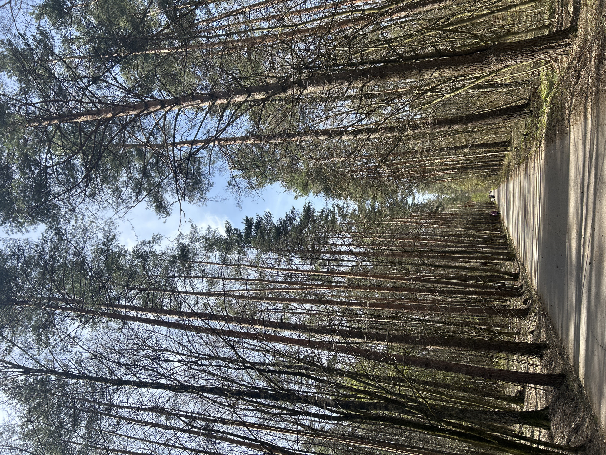 The image displays a long, straight road or path cutting through a dense forest, stretching into the distance towards a vanishing point. Tall, slender trees, primarily conifers (pine trees with green needles) and some deciduous trees with bare branches, line both sides of the path, creating an avenue effect. The canopy overhead shows a clear blue sky with some scattered white clouds.
The sun is shining brightly, casting prominent, elongated shadows of the trees diagonally across the paved surface of the path, indicating daytime, likely late morning or early afternoon. The light highlights the texture of the tree trunks and the ground.
In the far distance, at the end of the visible path, very small, indistinct figures, likely people, can be seen, suggesting the path is used for walking or recreation. The immediate surroundings of the path are covered with dried leaves and some sparse undergrowth.
The overall scene conveys a sense of tranquility and natural beauty. There is no visible text in the image. Based on the user's provided context, the location is Moscow, Russia.