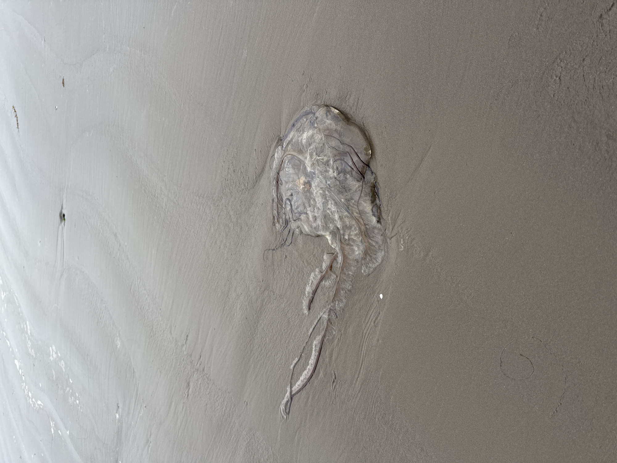 A translucent jellyfish with dark tendrils lies beached on wet, gray sand. The sand displays subtle ripple marks from receding water, and faint impressions of debris or foam are visible. The jellyfish, appearing somewhat deflated and spread out, rests in the mid-ground of the image. The background consists of more wet sand, reflecting the overcast sky. The scene is devoid of human presence. This image was taken in Poronaysk, Russia.