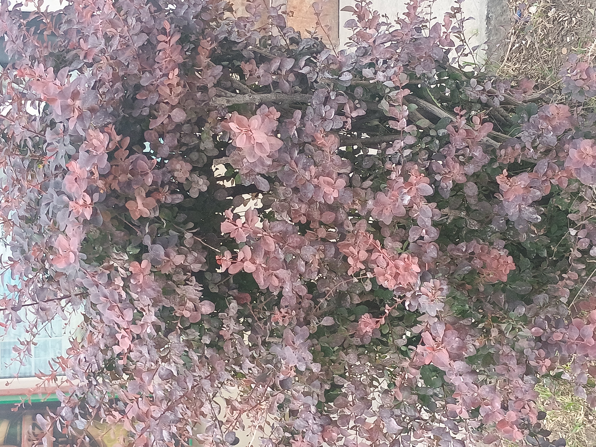 The image shows a dense bush or shrub with predominantly pink and purple leaves. The bush is located outdoors, possibly in a garden or near a building, as indicated by glimpses of structures in the background. Some of the foliage has a slightly wilted or dry appearance. The location appears to be Unknown, Unknown.