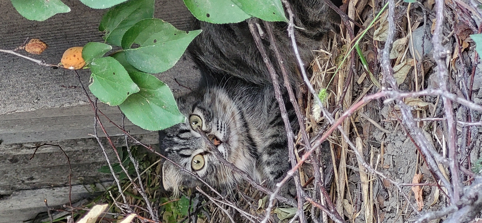 A tabby cat with striking green eyes is the subject of this close-up, outdoor photograph. The cat is partially hidden among dry leaves, twigs, and some green foliage, suggesting a natural, somewhat unkempt environment. Its fur is a mix of gray, brown, and black stripes, common for a tabby pattern. The cat's head is turned towards the camera, with its gaze fixed intently.
The background includes what appears to be a concrete structure on the left side of the frame, possibly a wall or a step, with some small, round, orange-colored fruits on a branch above it. The lighting suggests it is daytime, with natural light illuminating the scene. The overall impression is one of a cat seeking camouflage or resting in a secluded outdoor spot. The setting hints at a garden or a wilder, overgrown area. There is no visible text in the image.