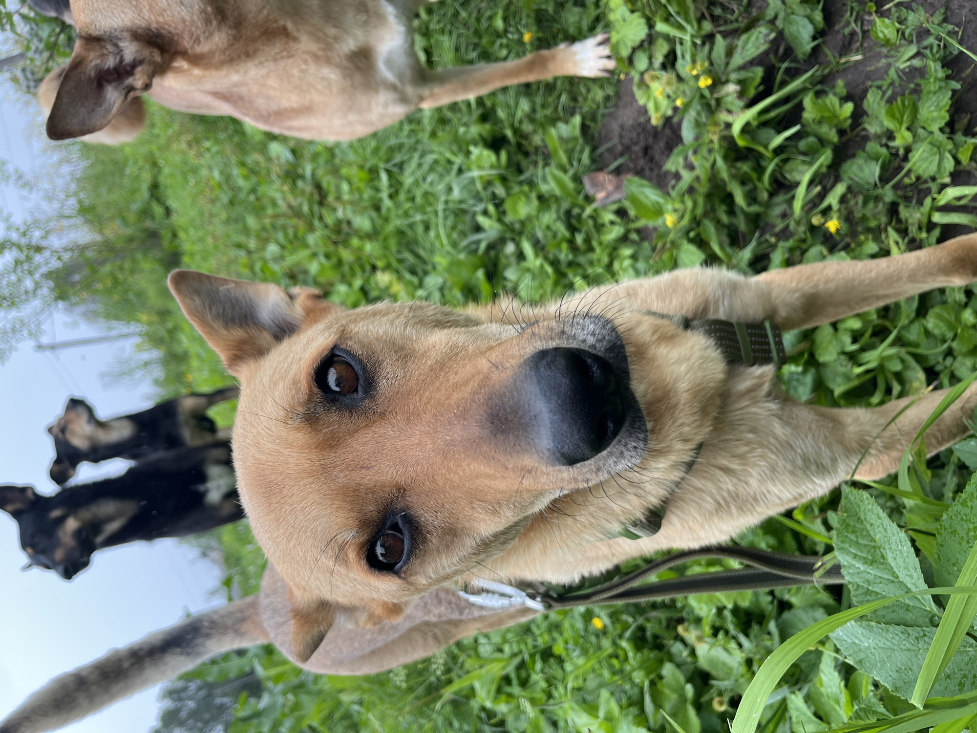A close-up, eye-level shot features a tan dog with a black nose and large brown eyes prominently in the foreground, facing directly towards the camera. The dog is wearing a green harness and a leash is visible. In the blurred background, two black dogs and another tan dog are partially visible standing in a grassy, green outdoor area. The ground is covered in lush vegetation with small yellow flowers. The overall environment suggests a park or a natural setting.