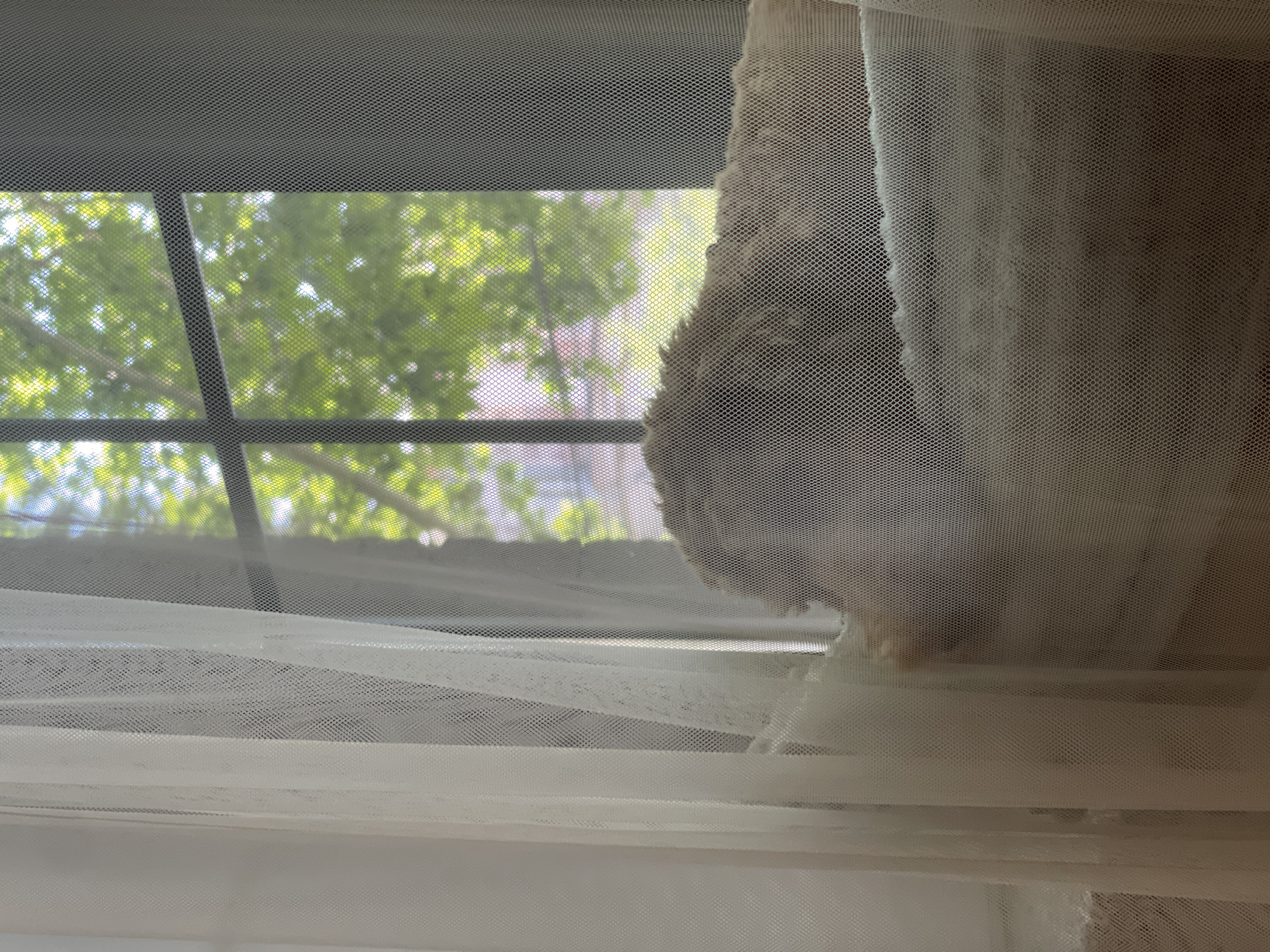 A light-colored, furry dog rests on a cushioned surface near a window covered by sheer white curtains. Outside the window, green trees with visible sunlight filtering through the leaves are seen. The window has a grid pattern. The image is taken from inside a room, with the curtains partially obscuring the view of the dog and the outside scene.