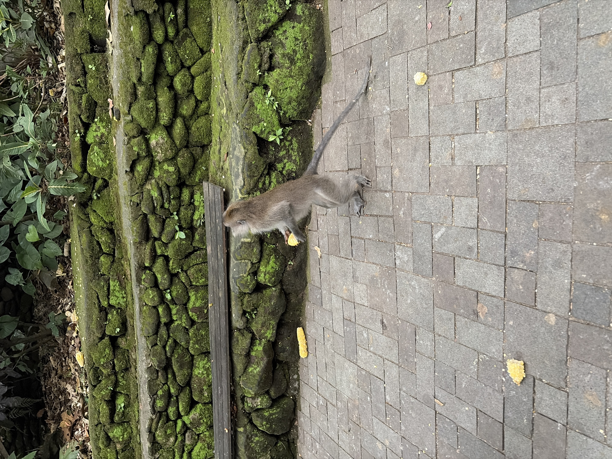 In Ubud District, Indonesia, a lone monkey stands on its hind legs on a paved walkway. The monkey, a macaque, is facing left and holding a piece of corn in its hands. Its tail extends out behind it and touches the ground. In the background, a stone wall covered in moss forms terraced steps, and lush green foliage is visible at the top. Several scattered pieces of corn are also on the walkway.