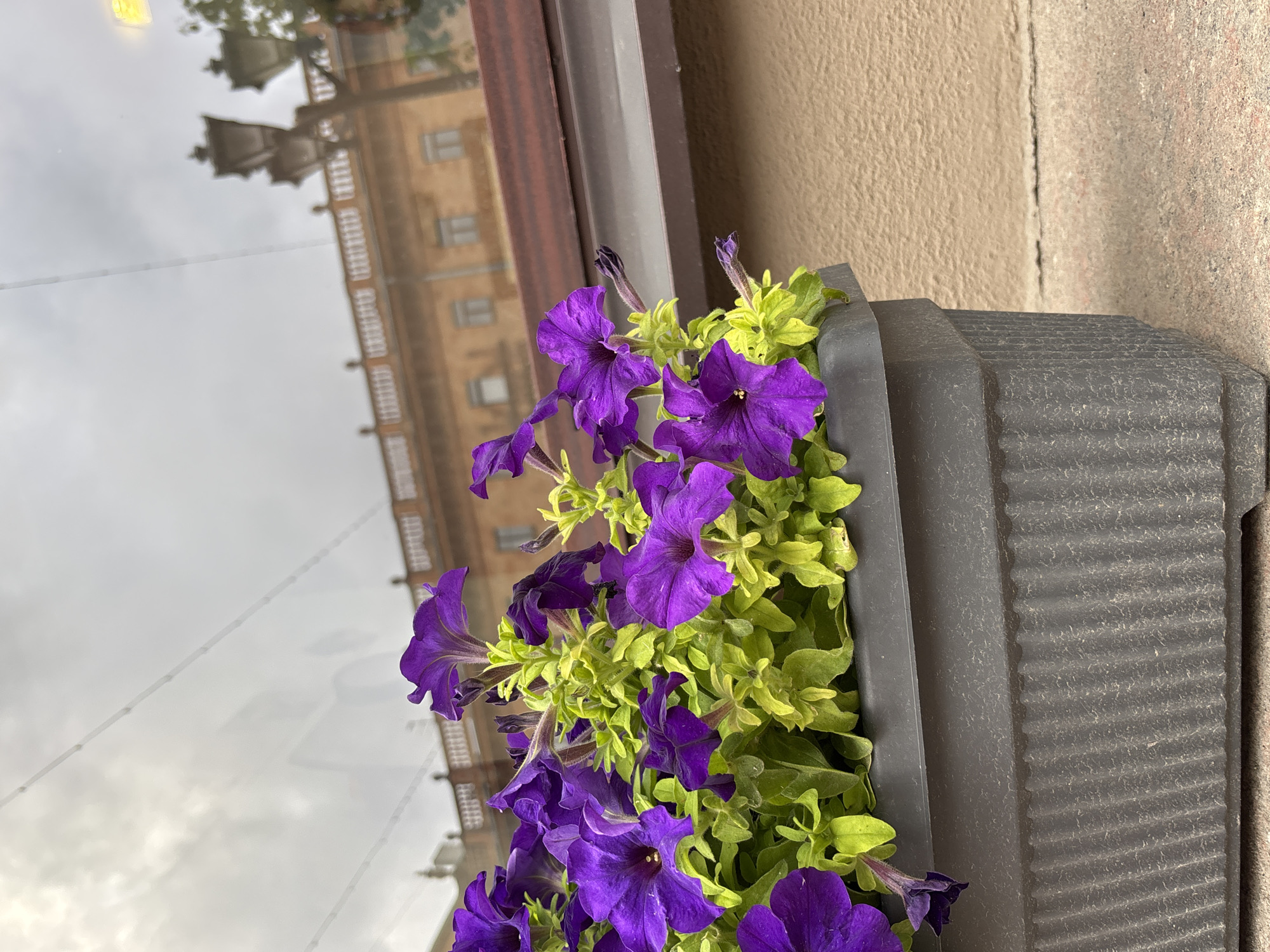 In a close-up shot, a dark grey planter filled with vibrant purple petunias and bright green foliage sits on a grey concrete surface. The planter has a ribbed texture. In the background, a reflection on a window shows a beige building with a red-tiled roof and ornate lampposts. The sky in the reflection is overcast. The scene appears to be an outdoor urban setting, possibly a window box or planter on a ledge in front of a building.