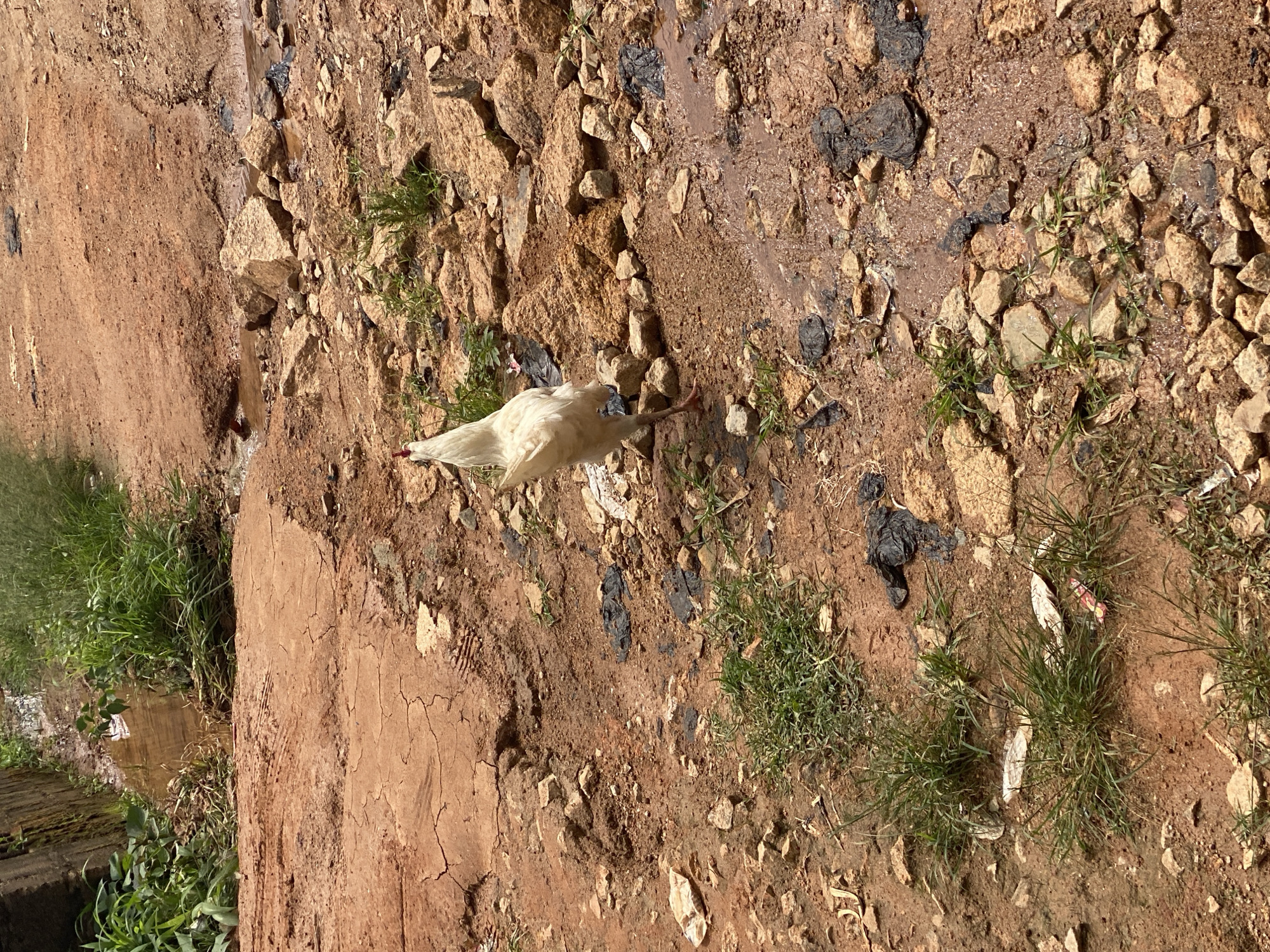 A white chicken stands on a dirt path in Jos, Nigeria. The ground is a mix of brown soil, rocks, and patches of green grass. Some small puddles of water are visible, suggesting recent rain or a water source. There is also some scattered debris, including what appears to be black plastic and white paper. The chicken is facing to the right of the frame, with its head down as if foraging. The scene appears to be outdoors in natural light, likely during the daytime. No people are visible in the image. The overall impression is one of a rural or semi-rural environment.