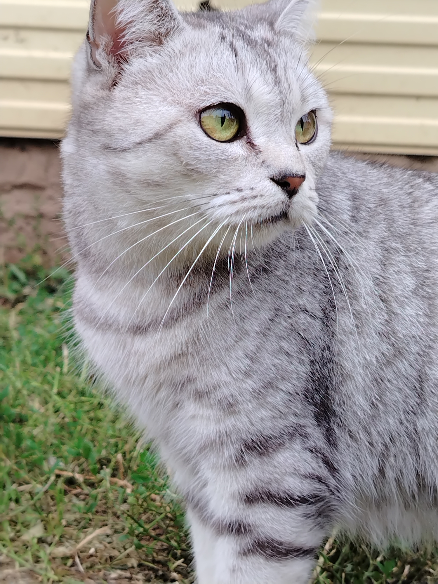 A close-up, eye-level shot shows a silver tabby cat with striking green eyes. The cat is looking to the right, with its head and upper body filling the frame. Its fur is finely detailed, showing the characteristic tabby markings of thin black stripes against a lighter gray base. The cat has prominent white whiskers fanning out from its muzzle. The background consists of a light-colored, horizontal siding of a building, with some green grass and a hint of brown earth visible at the bottom left of the image. The scene appears to be outdoors. There are no people or other animals visible. The image quality is sharp, capturing the texture of the cat's fur and the details of its eyes.