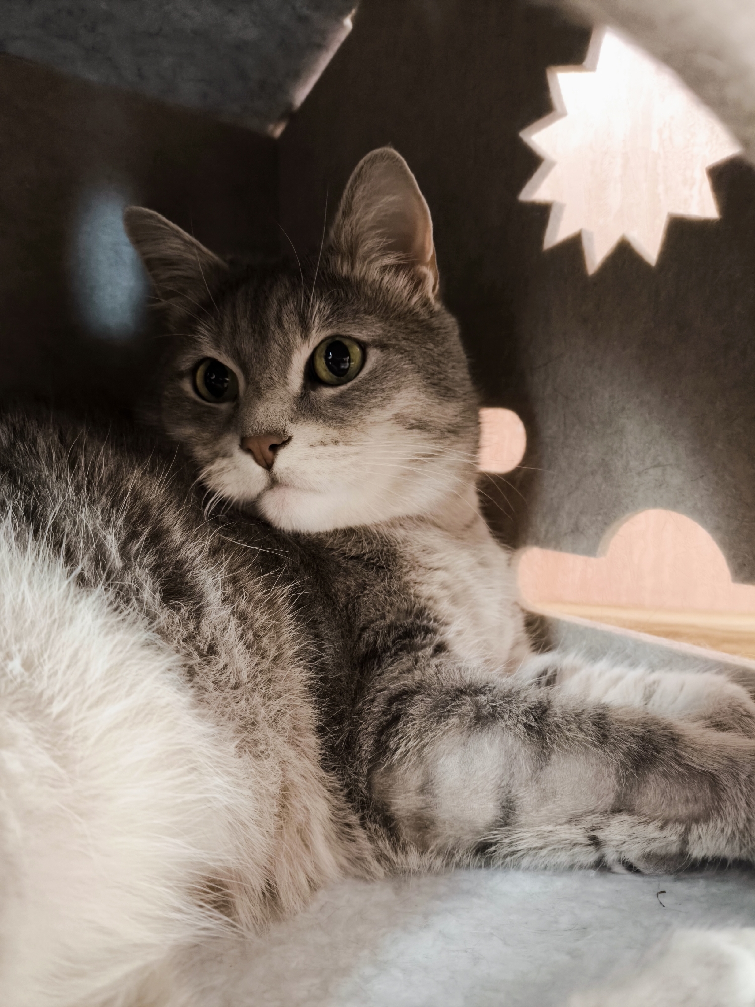 A gray tabby cat with green eyes lies on its side, nestled in a light-colored fabric structure. The cat is positioned in the lower right quadrant of the image, with its head turned to the left, looking slightly upwards. Its fur is a mix of gray and white, with distinct tabby markings. The background consists of dark gray fabric walls with cutouts. A star-shaped cutout is visible in the upper right, emitting a soft, peach-colored light. A circular cutout and a crescent-shaped cutout, also emitting peach light, are visible on the right side of the structure. The lighting in the image is soft and diffused, casting gentle shadows. The overall scene appears to be indoors, within a cat-themed enclosure or bed. The location is unknown.