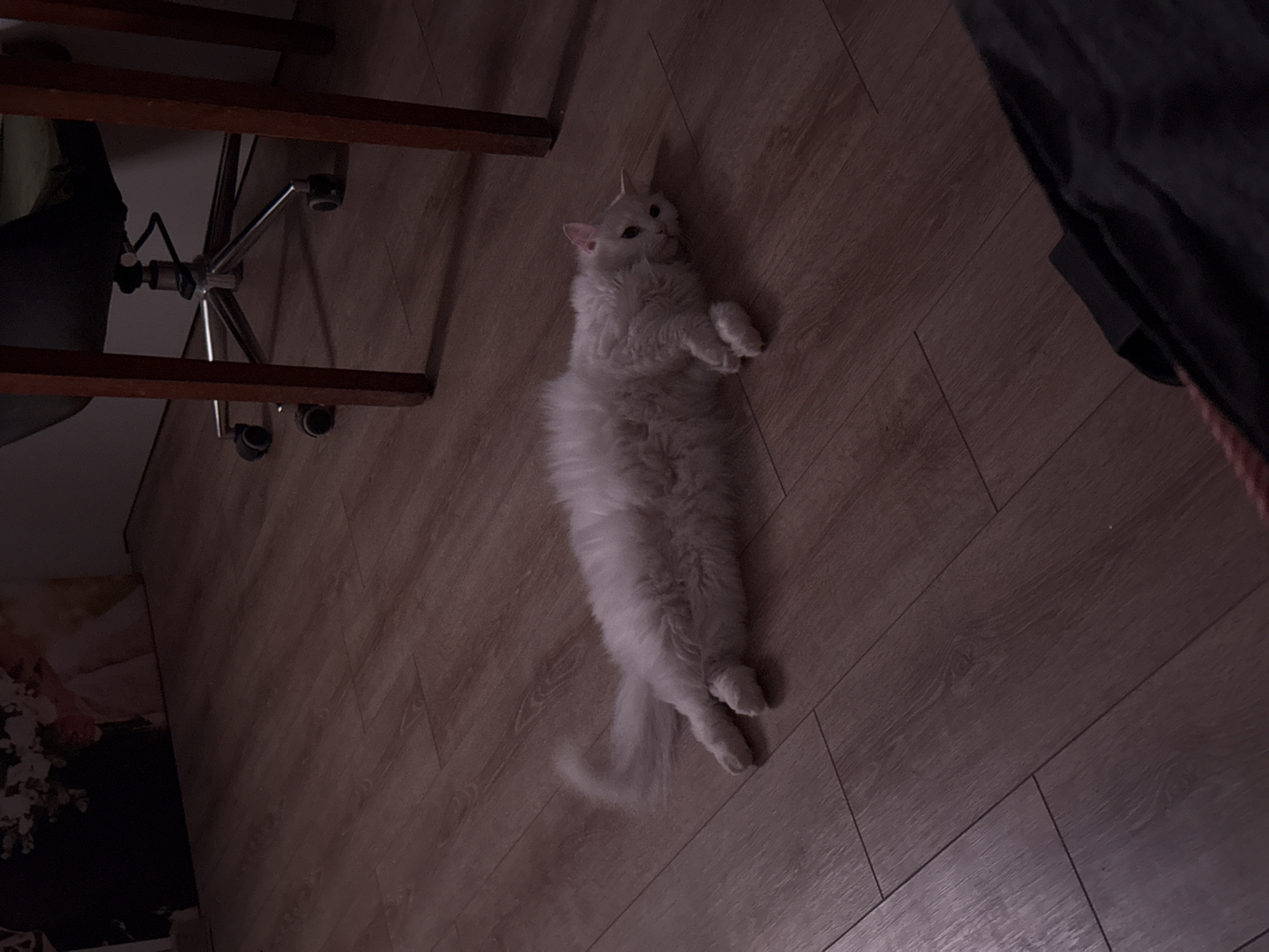 A fluffy white cat is lying stretched out on a wooden floor. The cat is facing to the right, with its head resting on its paws. Its eyes are open and it appears to be looking at something outside the frame. The floor is made of light brown wooden planks. In the background, a portion of a dark wooden table leg and a chair base with wheels can be seen. There is also a dark object, possibly a bag, in the lower right corner of the image. The lighting is dim, suggesting it might be evening or indoors with artificial lighting.