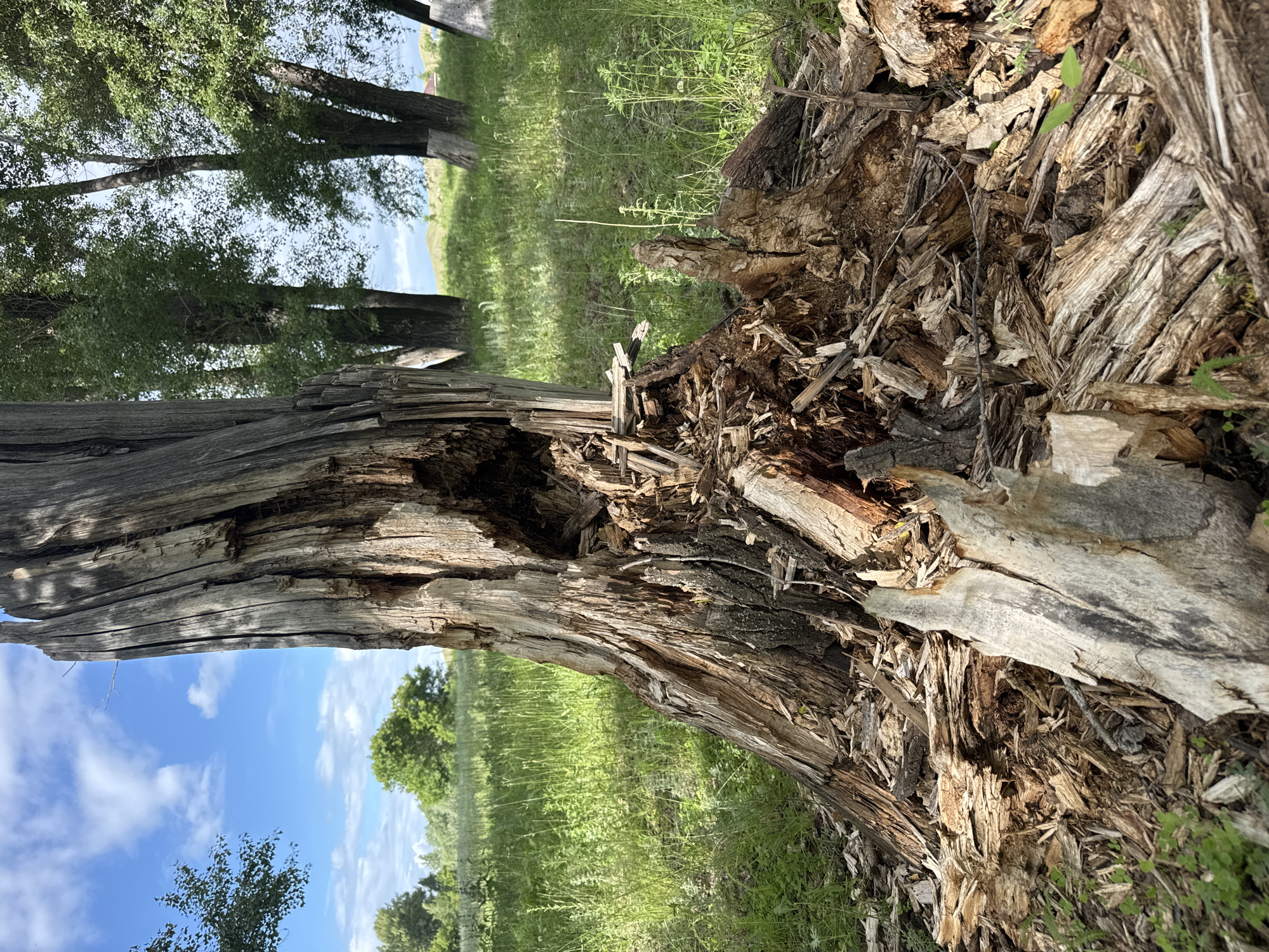 The image depicts a close-up view of a weathered and decaying tree stump in an outdoor setting. The stump is heavily damaged, with large portions of its bark and wood rotted and broken away, exposing a hollow interior filled with wood debris and fragments. The textured surface of the aged wood is visible, showing deep cracks and fissures. Surrounding the stump is a vibrant green grassy field, with tall blades of grass and some smaller plants growing around the base. In the background, several mature trees with full green foliage stand tall, and a blue sky with scattered white clouds is visible overhead. The lighting suggests it is daytime, with sunlight casting shadows across the scene. The location is identified as Starokhalilovo, Russia, but no specific urban features or human presence are evident in the image itself.
