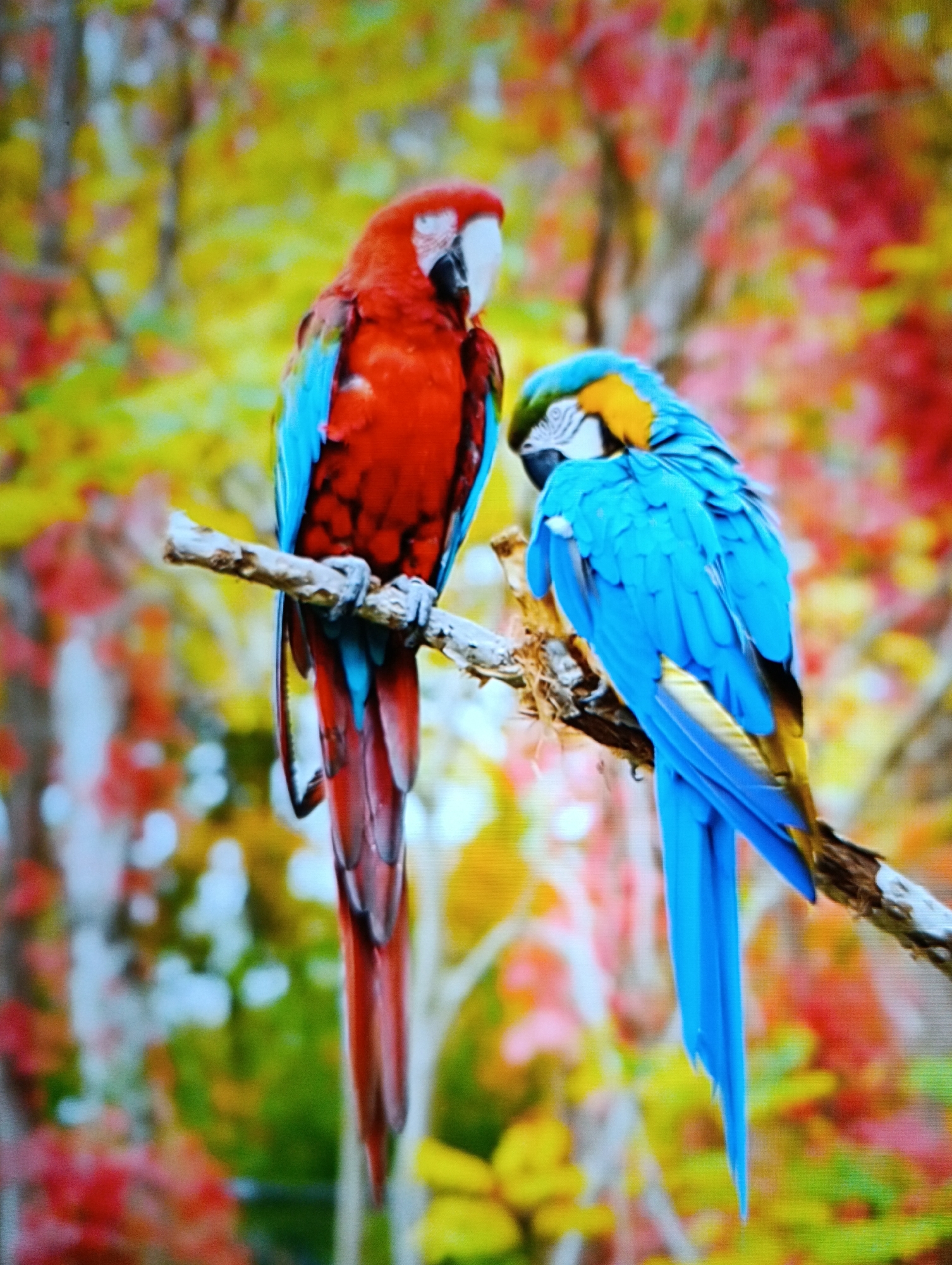 Two macaws are perched on a branch. One macaw is red with blue wings and the other is blue with a yellow chest. The background is out of focus and shows colorful foliage. The location is Unknown, Unknown.
