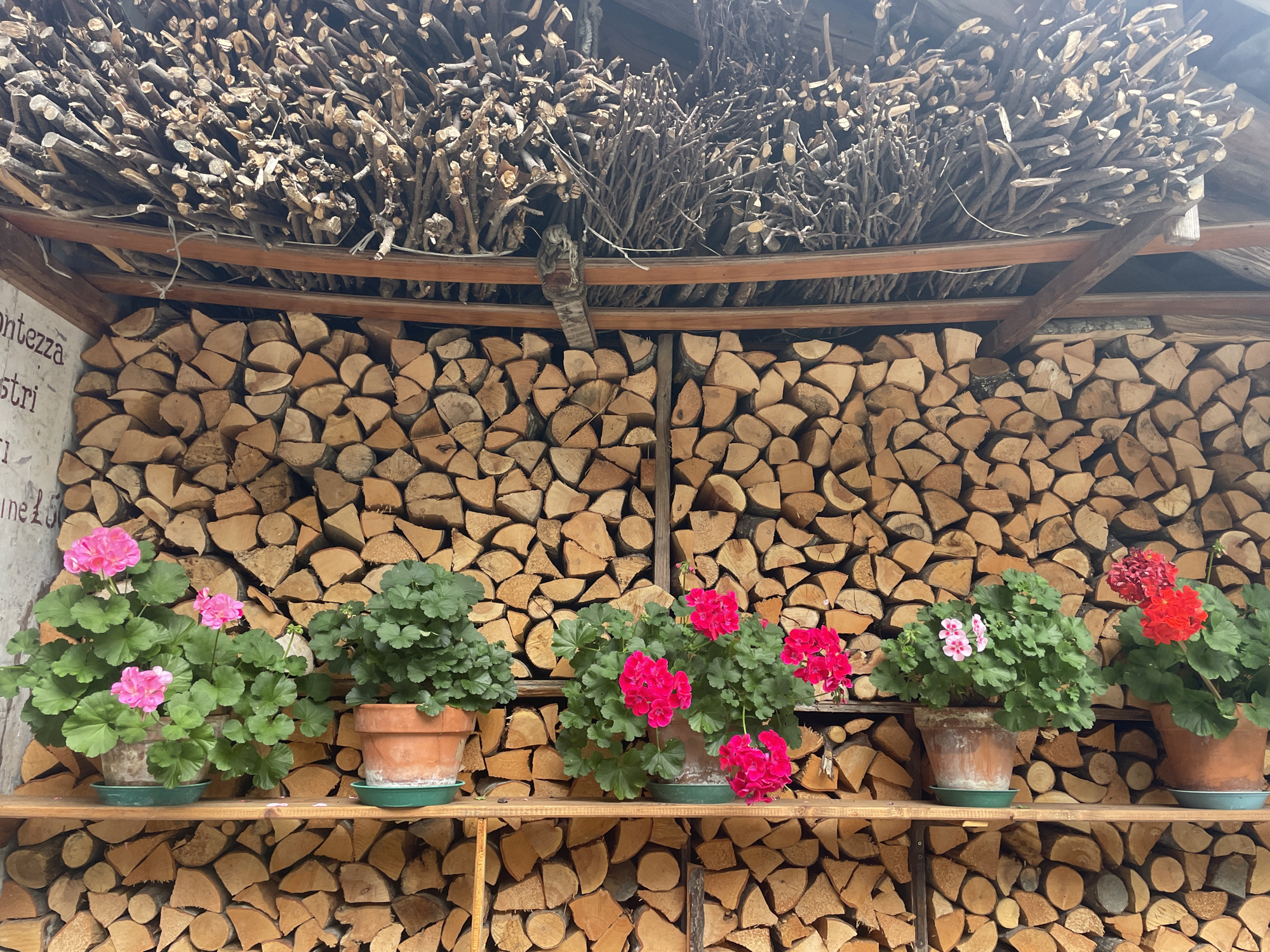 The image depicts an outdoor scene in Alagna Valsesia, Italy, with a backdrop of stacked firewood. Above the firewood, a collection of branches and sticks is stored under a rustic wooden roof. In the foreground, a wooden shelf holds several potted geranium plants in bloom, with pink, red, and some lighter colored flowers. The firewood is neatly stacked, forming a textured wall. The lighting suggests it is daytime, with some shadows visible. There are no people or animals present in the image. The overall impression is one of a rustic, possibly rural, setting.
