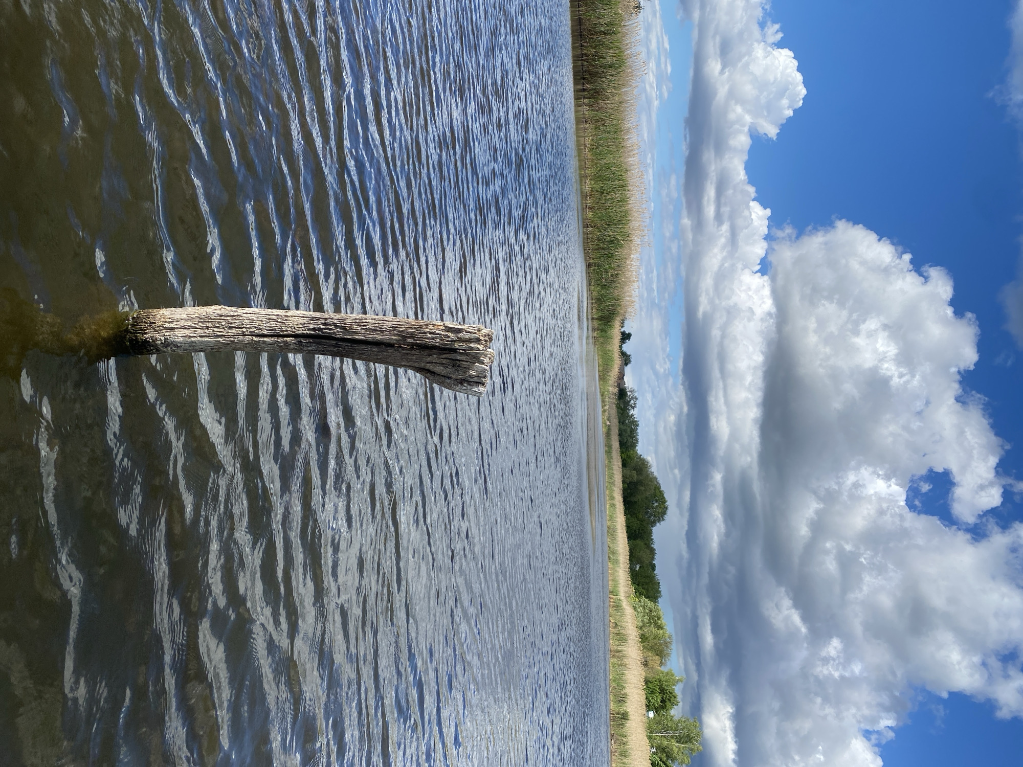 The image depicts a body of water, potentially a lake or river, with a submerged wooden post in the foreground. The water is rippled, reflecting light. The shoreline is lined with tall grass or reeds. In the background, there are trees and a cloudy blue sky. There's no explicit indication of it being in Ustyvytsia, Ukraine, unless more information can be gathered about the specific environment and features. There are no people or actions visible in the image.