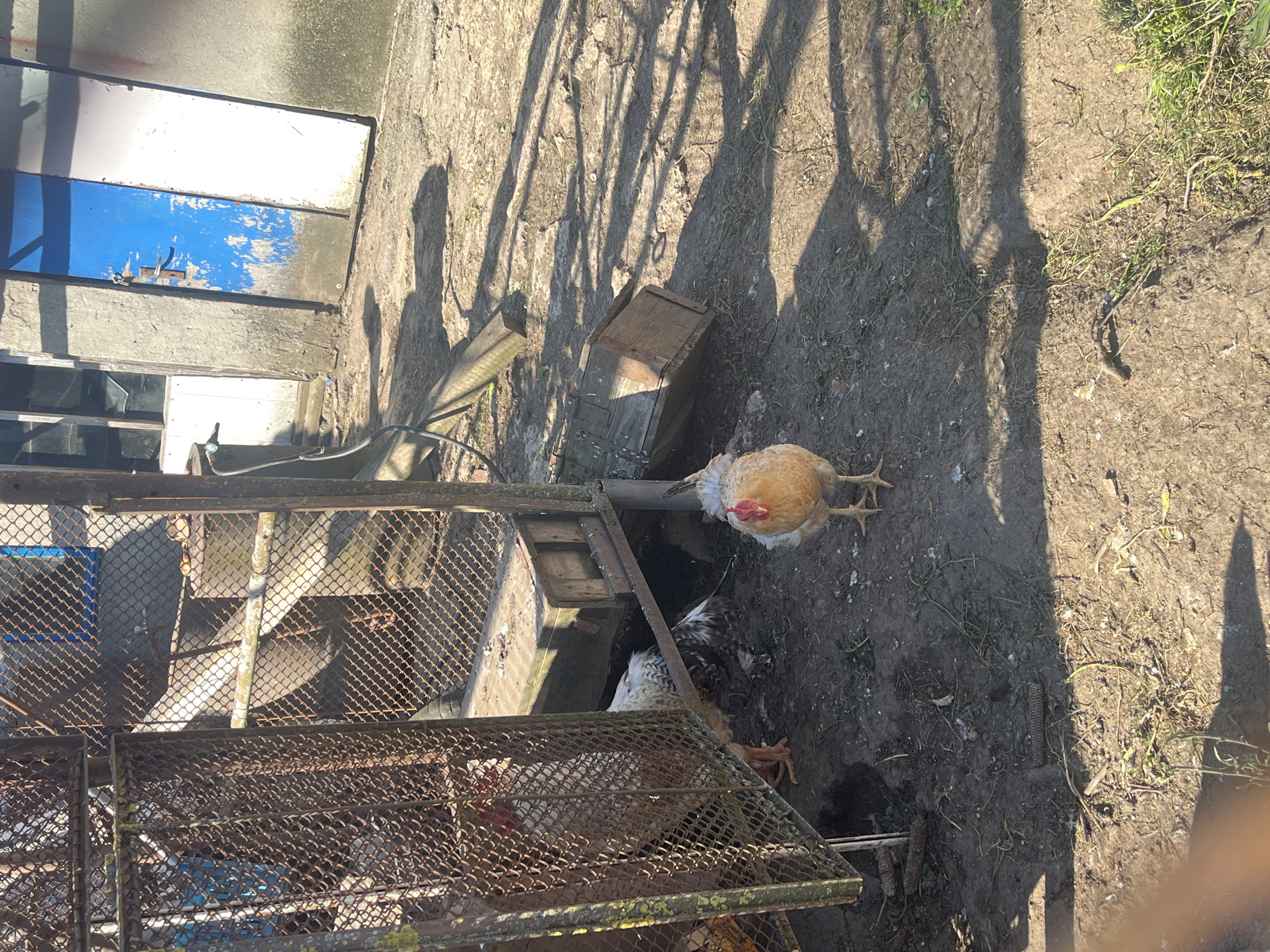 The image shows a chicken standing on dirt and grass near a metal cage containing chickens. A white and blue painted structure is to the left of the cage. Shadows from trees are cast on the ground.