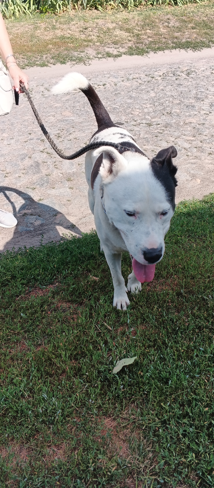 A black and white dog is being walked on a leash by a person in Smila, Ukraine. The dog is a pit bull mix with distinctive black markings on its white fur. Its tongue is hanging out, and it appears to be panting. The person's hand holding the leash is visible in the upper left corner of the image, wearing a bracelet. The dog is on a paved path, with green grass on the right side of the image. In the background, there are tall green plants and a dusty road. The overall scene suggests an outdoor activity, likely a walk in a park or a suburban area.