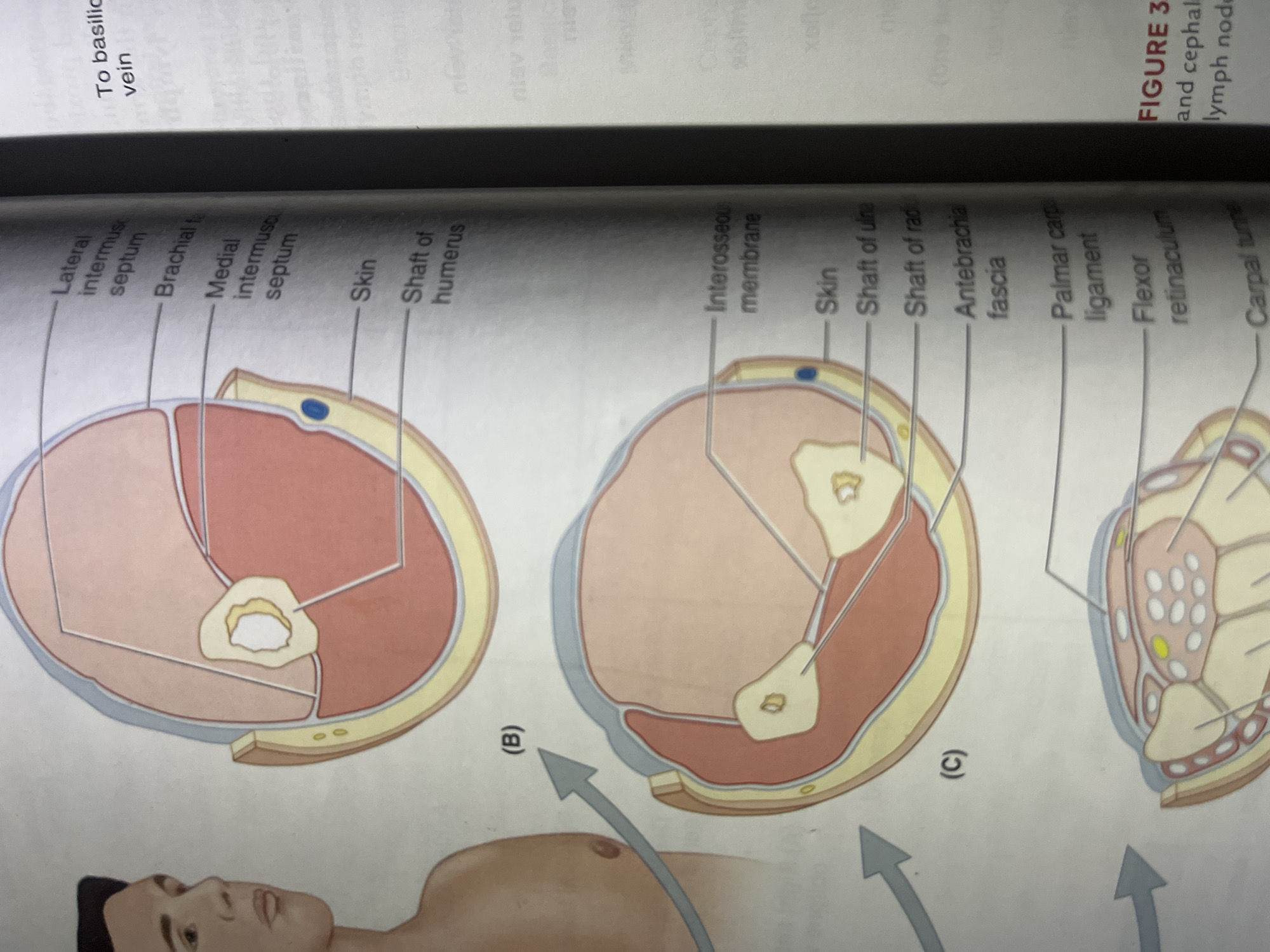 The image displays anatomical cross-sections of the human arm and forearm, with labels pointing to various structures like the humerus, interosseous membrane, skin, and fascia. There are also diagrams illustrating the path of blood vessels. The text "To basilic vein" is visible. The provided image does not contain any information related to the city of Jalingo, Nigeria, or any forensic details.