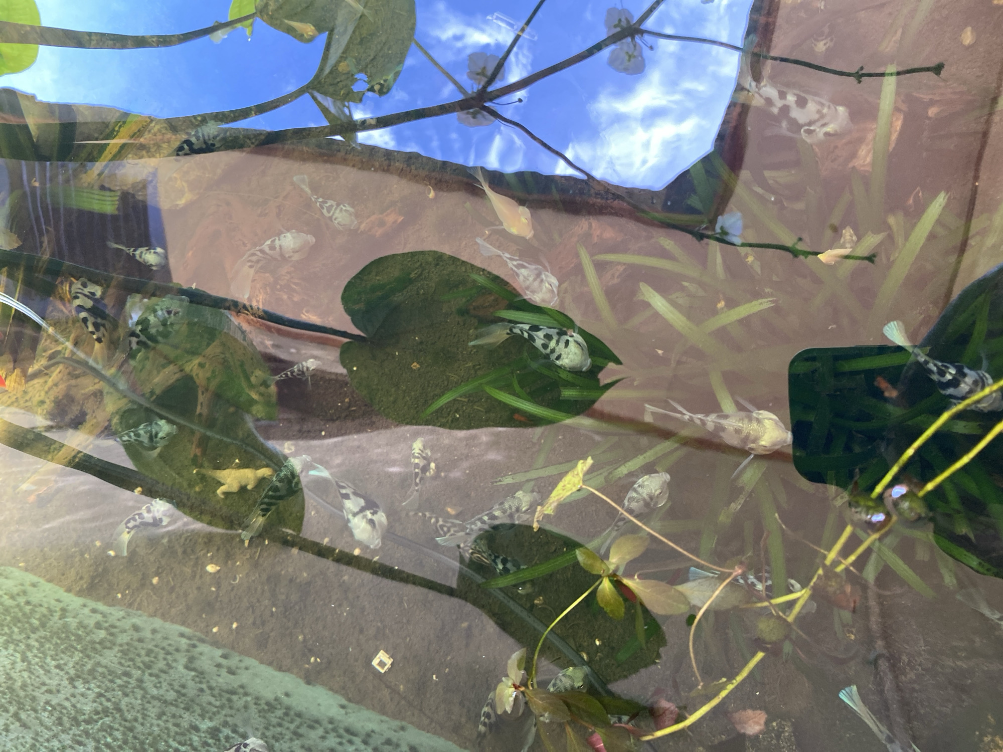 The image captures a close-up, overhead view of a shallow body of water, likely an aquarium or pond, with several small fish swimming near the surface. The fish exhibit a variety of patterns, including black and white speckling and solid dark markings. Aquatic plants, characterized by green, leafy structures and long, thin stems, are submerged in the water, some reaching towards the surface. The water's surface reflects the sky, which appears bright blue with scattered white clouds. Some reflections also suggest surrounding structures or foliage, contributing to a somewhat murky or distorted view of the environment beneath the water. The overall scene is one of a serene aquatic habitat.