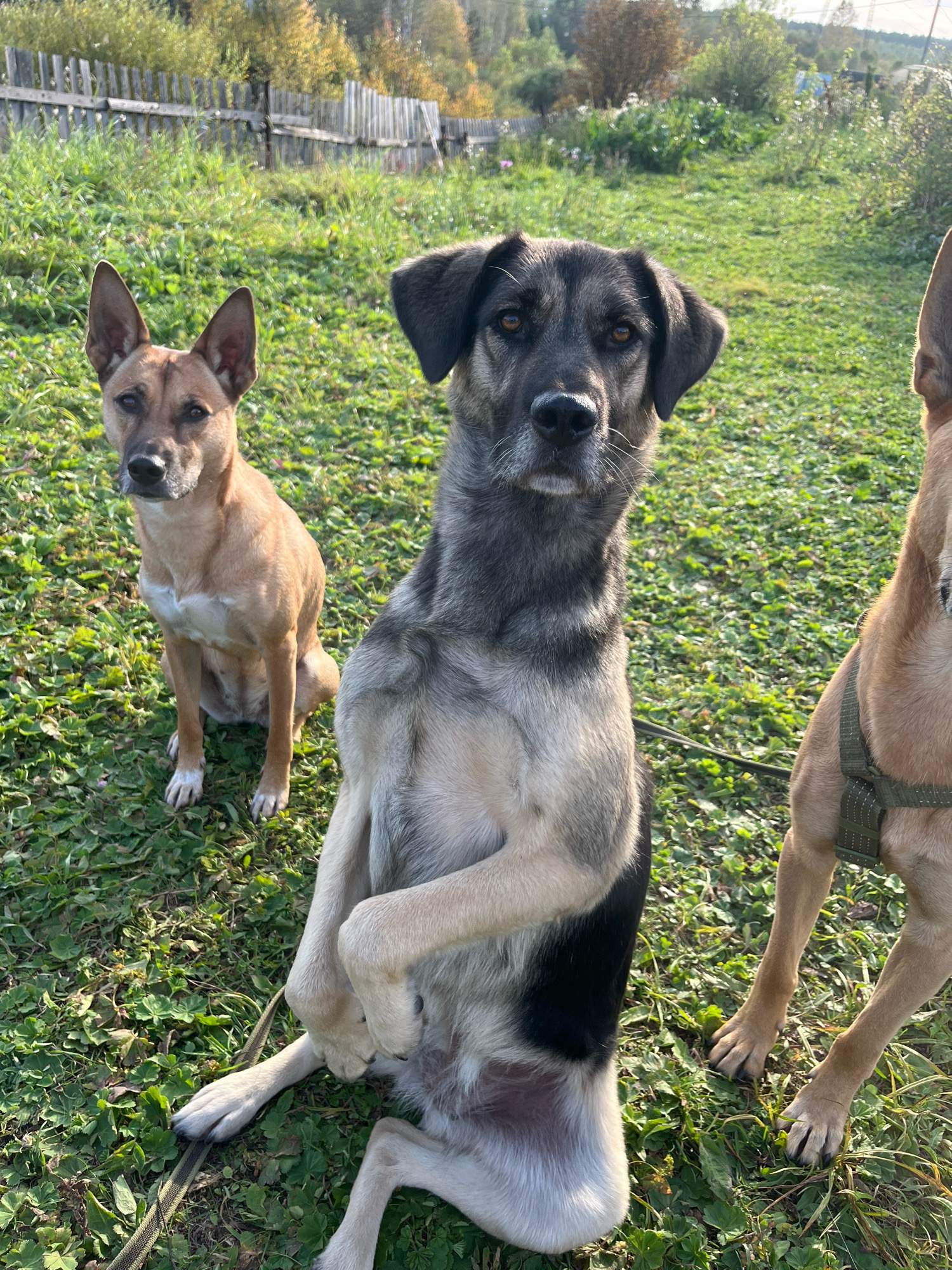 The image captures three dogs in a grassy outdoor area, likely a yard or park, with a wooden fence in the background. The dog in the foreground, a larger mixed breed with gray and black fur, is sitting upright on its hind legs, with its front paws crossed. To its left, a tan-colored dog is sitting on all fours, looking towards the camera. Partially visible on the right is another tan-colored dog, wearing a green harness. The setting appears to be a rural or semi-rural area, given the presence of the fence and the natural landscape. The lighting suggests it is daytime, possibly late afternoon, with sunlight casting shadows on the grass. The scene is devoid of human presence. Based on the typical architecture of such fences and the general vegetation, this could be a scene in Nizhny Tagil, Russia.