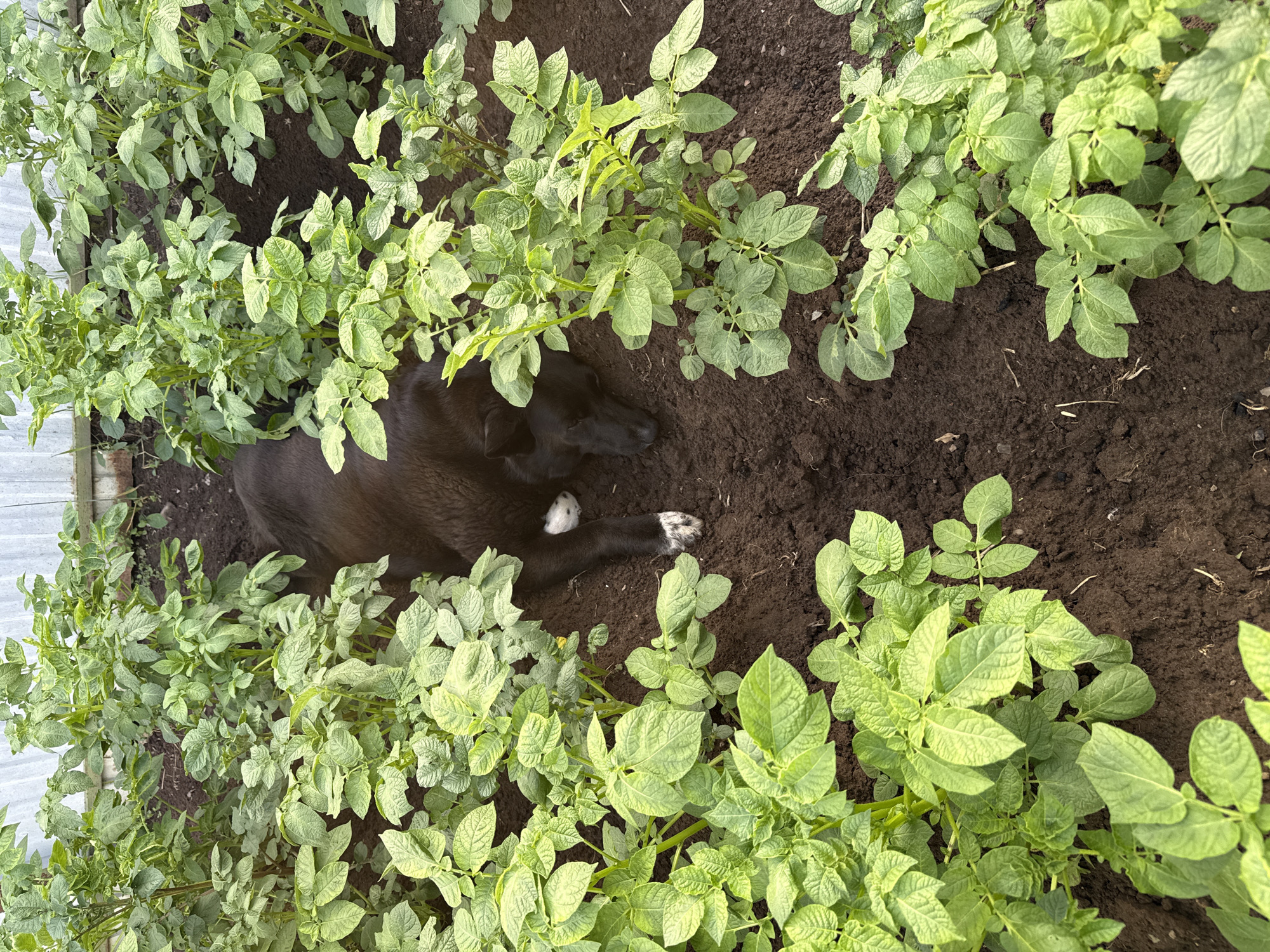 In the city of Chaikovsky, Russia, a black dog is sleeping in a garden bed. The dog is lying on its side, partially hidden by rows of healthy, green potato plants. The soil is dark and rich. The dog's fur is dark, with white markings on its paws. The overall scene is peaceful, suggesting a warm day in the garden.