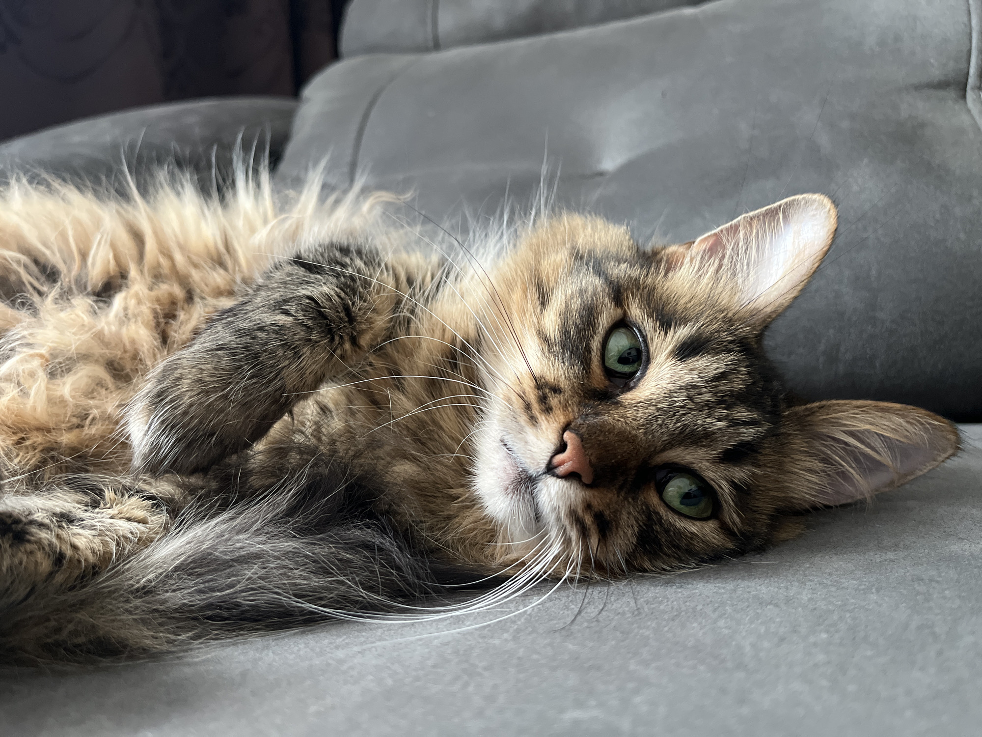 This is a close-up, eye-level shot of a fluffy, long-haired tabby cat lying on its side on a gray sofa. The cat's fur is a mix of brown, black, and tan stripes, with lighter fur around its face and chest. Its green eyes are wide open and looking directly at the camera, giving it an alert and curious expression. The cat's whiskers are long and white, fanning out from its face. Its ears are pointed and appear alert. The background is the soft, textured surface of the gray sofa, with a slightly darker, plush section of the sofa visible behind the cat. The lighting suggests it's daytime, with natural light illuminating the cat's face. The focus is sharp on the cat's face, with the background slightly blurred. There is no visible text in the image.