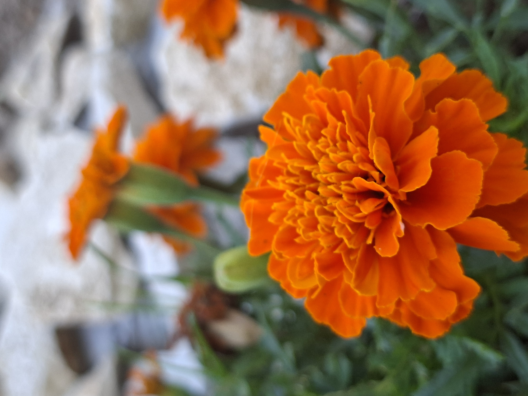 The image is a close-up, macro photograph of an orange marigold flower in focus, with other marigolds and green foliage blurred in the background. The flower has many ruffled petals that create a textured appearance. The petals are a vibrant orange color. The background includes some out-of-focus white and grey elements, possibly rocks or stones, and dark green leaves. The lighting suggests it could be daytime. The scene is natural and outdoors, likely a garden. No people or animals are visible. There is no visible text in the image. The overall impression is one of natural beauty and the vivid colors of a flower.