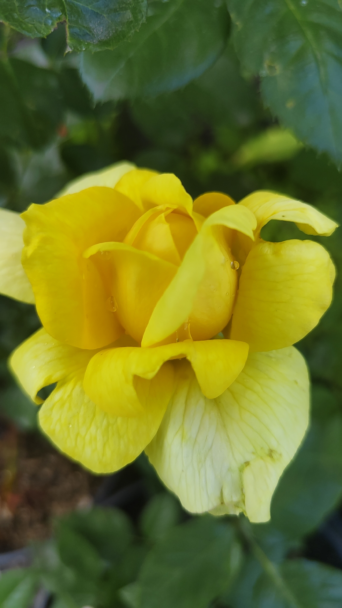 A close-up, vertical, high-angle shot captures a vibrant yellow rose in full bloom. The rose's petals are delicate and layered, with some showing a pale yellow hue, particularly towards the edges. Several small water droplets are visible on the petals, suggesting recent rain or dew. The rose is positioned in the center of the frame, with the background a soft blur of green leaves, indicating an outdoor garden setting. No people, animals, or man-made structures are discernible. The image does not provide any information to suggest a specific location within Krasnoyarsk, Russia.
