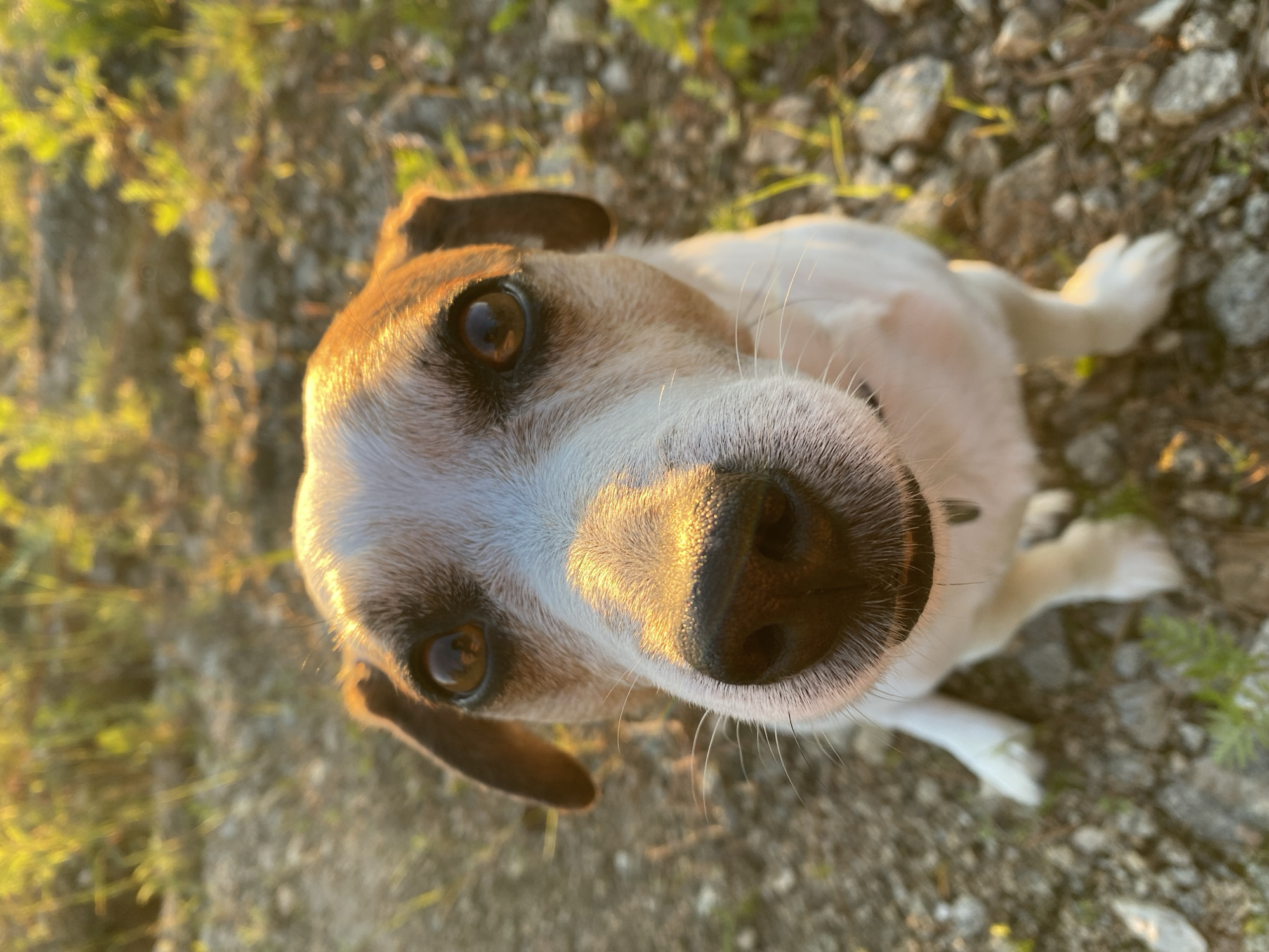 A close-up, low-angle shot captures a Jack Russell Terrier looking directly at the camera. The dog has a white and brown coat with prominent brown markings around its eyes and ears. Its dark nose is wet and glistening, and long white whiskers are visible. The setting appears to be outdoors, with rough, rocky ground covered in dry leaves and sparse green vegetation. The warm, golden light of what seems to be either sunrise or sunset illuminates the dog's face, creating highlights and shadows. The background is blurred, with out-of-focus green foliage and a sandy or gravelly path. There is no indication of the city of Yekaterinburg, Russia, or any human presence in the image.