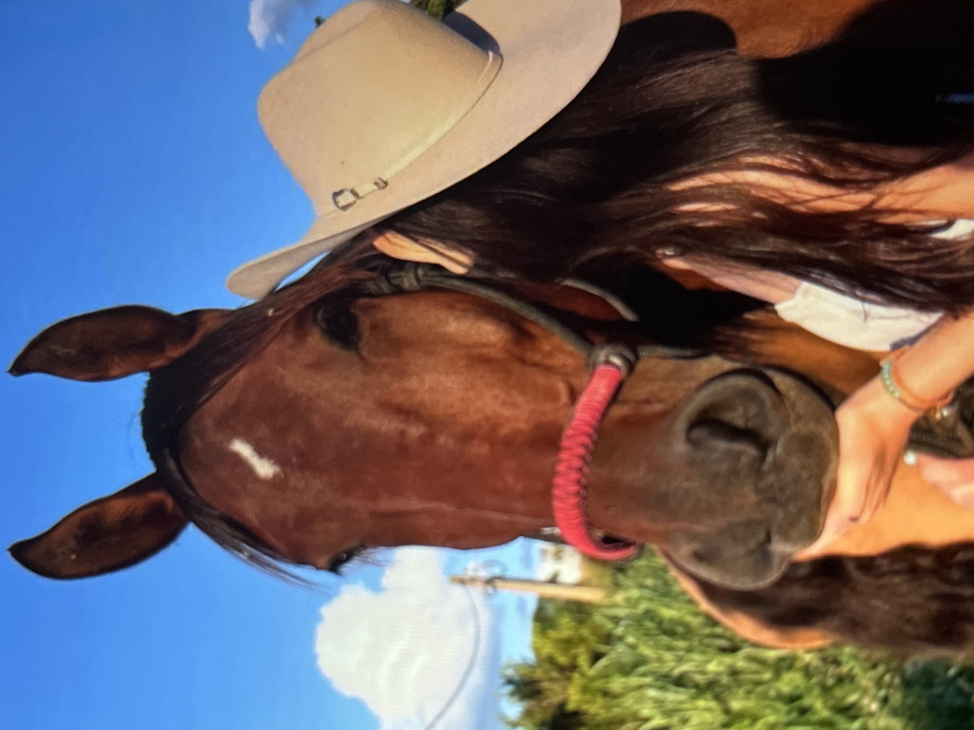 A close-up, waist-up, full-shot photograph captures a brown horse in an outdoor environment, with a person's upper body and a cowboy hat obscuring their face, positioned to the right of the horse. The horse's head is positioned slightly to the left of the frame, with its eyes visible. The horse's mane appears dark brown and long, with a visible white marking on its forehead. A bright pink rope halter is around the horse's muzzle. The person's long, dark hair is visible and cascades over their right shoulder, partially covered by a light-colored cowboy hat. The person's right arm is extended, and their hand is gently touching the horse's muzzle. The background features a clear blue sky with scattered white clouds, lush green foliage, and a utility pole with wires. The lighting suggests it is daytime, with sunlight illuminating the scene.