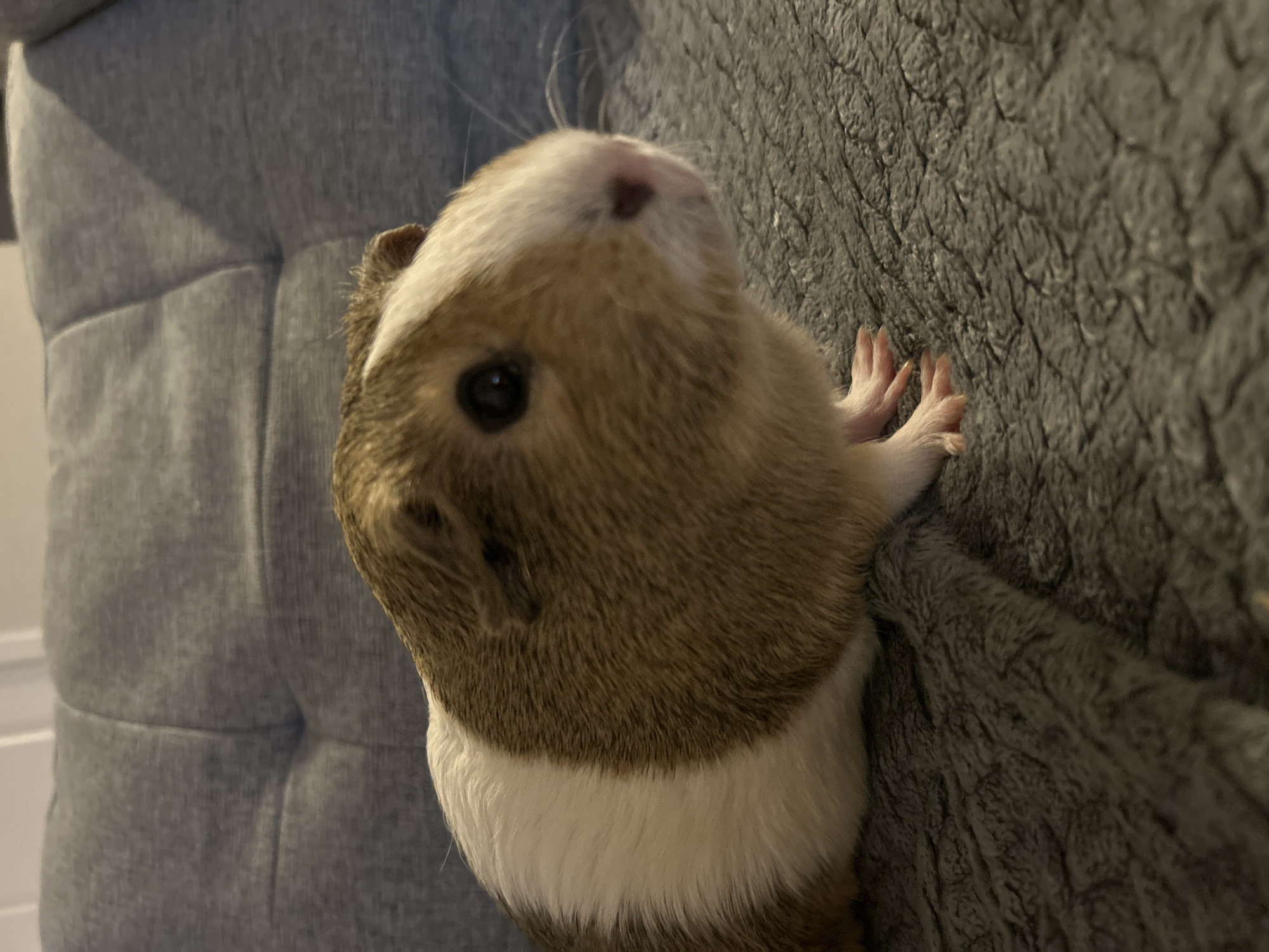 The image shows a guinea pig with brown and white fur sitting on a gray, textured surface. The guinea pig is facing to the right of the frame, with its head slightly turned towards the viewer. Its right eye is visible and appears dark. The guinea pig's paws are also visible, with tiny claws. Behind the guinea pig, a gray tufted surface, possibly a couch or chair, is visible. The lighting in the image suggests an indoor setting, possibly a home. There are no people visible in the image. The location of Colorado Springs, United States of America, is not discernible from the visual information provided in the image.