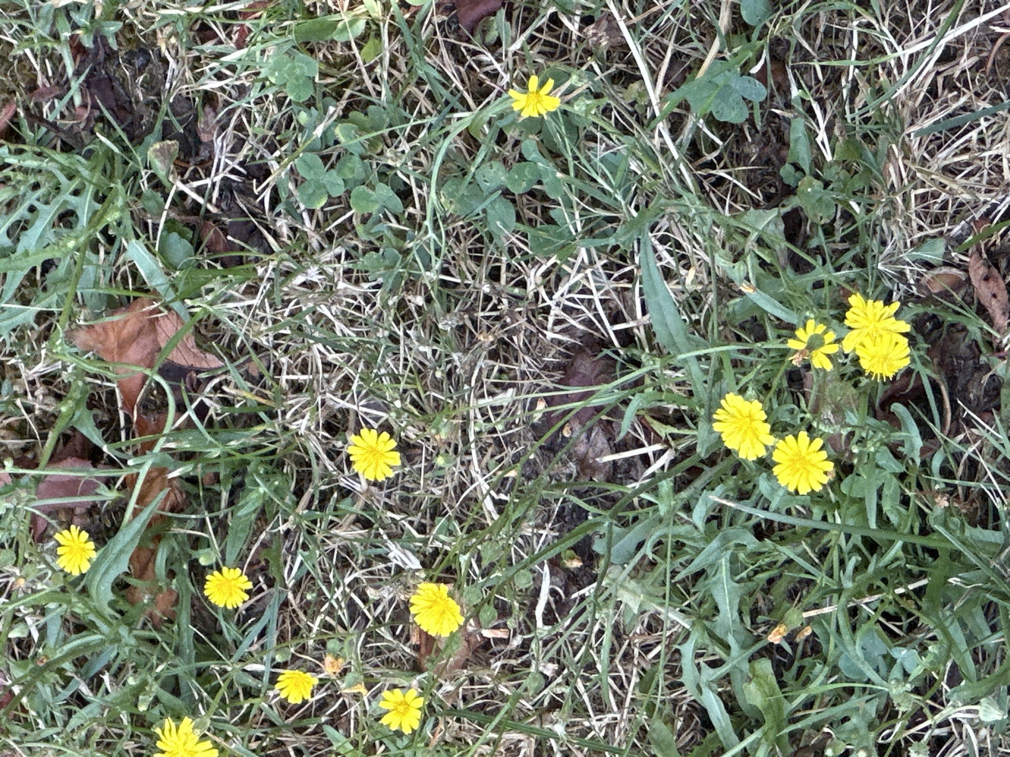 The image shows a close-up view of a patch of grass with several small yellow flowers, likely dandelions, growing amongst green leaves, dried grass, and a few scattered brown leaves. There are no people or animals visible in the image. The scene appears to be an outdoor natural environment, possibly a lawn or park, in Krefeld, Germany.