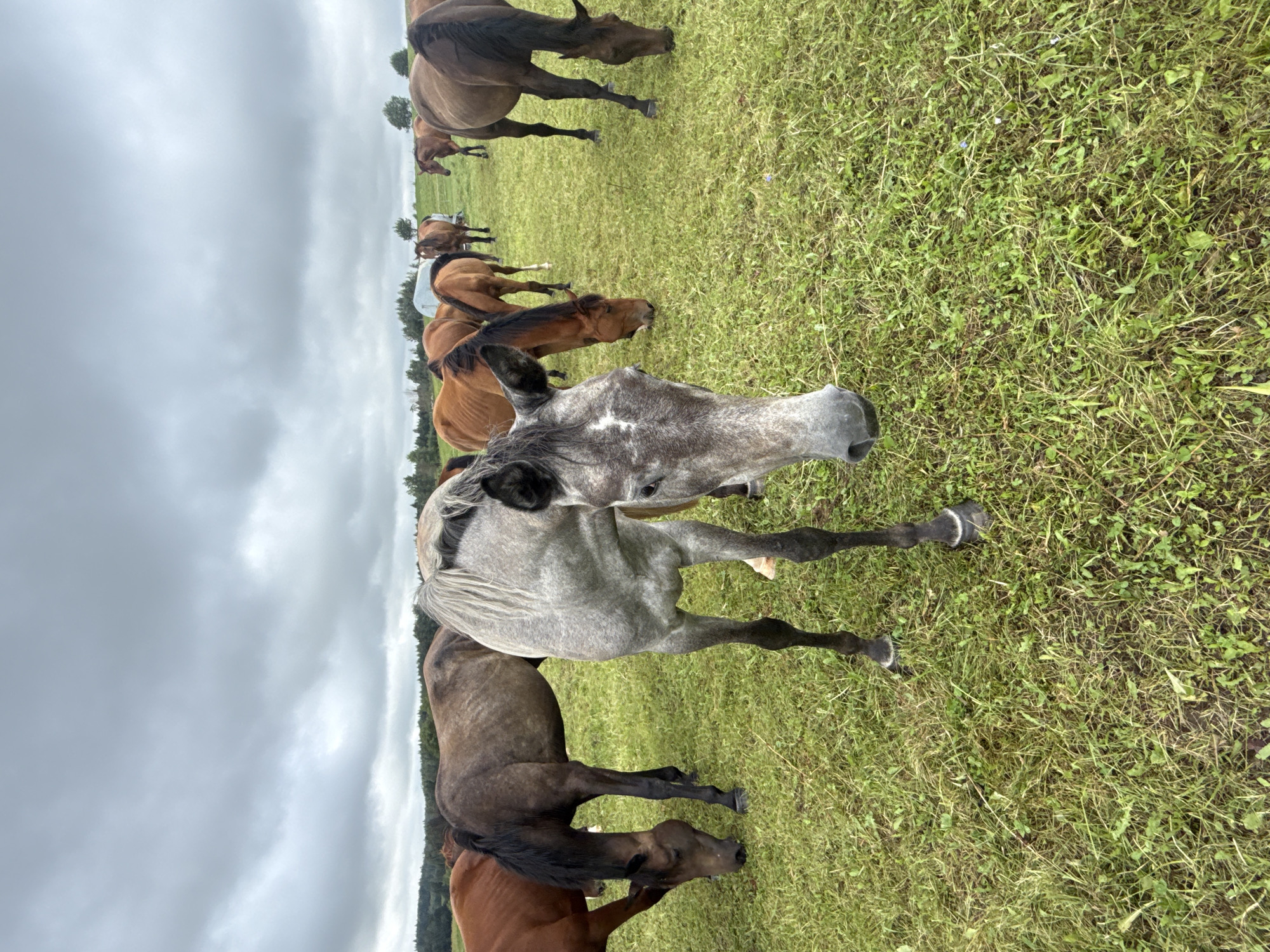 In Galinė, Lithuania, a herd of horses grazes in a grassy field under a cloudy sky. A gray horse stands in the foreground, its head turned towards the camera. To its left, a dark-brown horse with a black mane bends its head down to graze. Behind them, several other horses of varying brown shades are scattered across the field, some grazing, others standing. The field is covered in green grass and is bordered by a line of trees in the background. The overall impression is a peaceful rural scene.