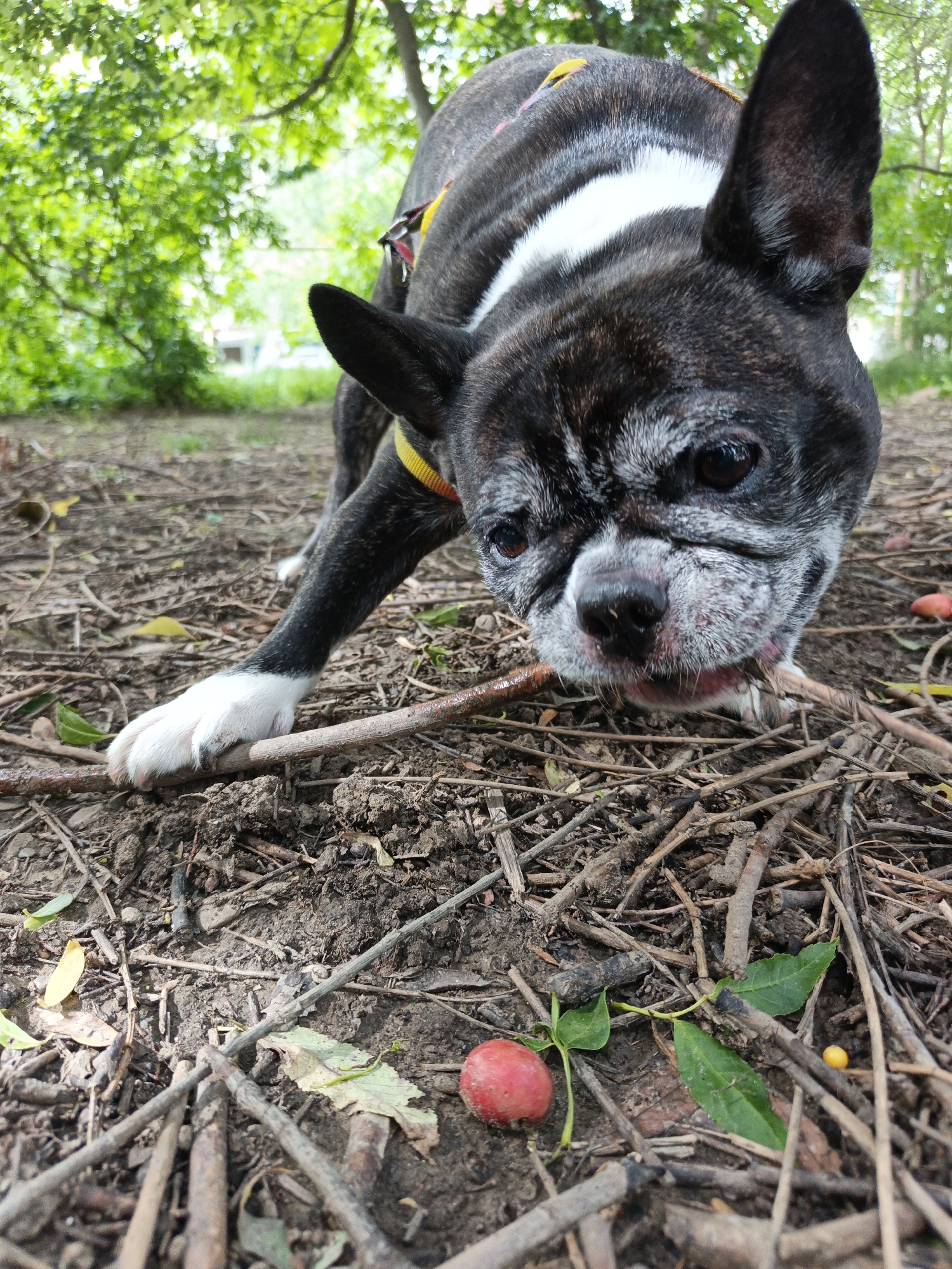 A close-up shot shows a brindle French Bulldog outdoors. The dog, wearing a yellow harness, is angled downward, its head close to the ground. The ground is covered in dry twigs, leaves, dirt, and what appear to be small red crab apples. A white-tipped paw is visible resting on a small branch. The background includes green foliage and trees, suggesting a wooded area or park. This image was taken in the city of Goryachiy Klyuch, Russia.
