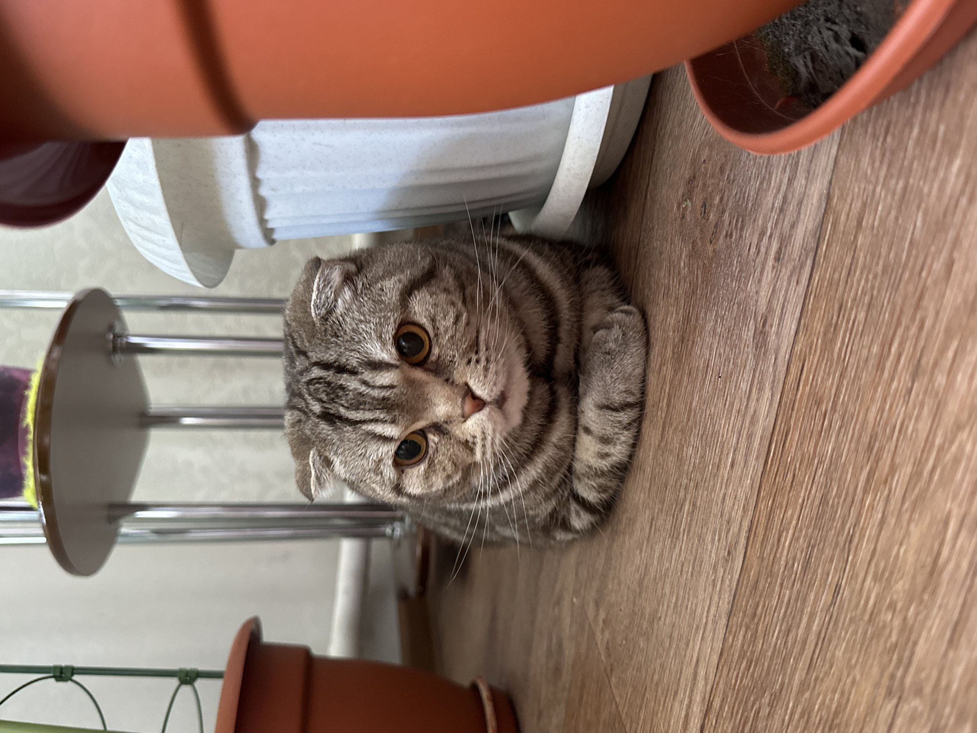 A medium shot depicts a Scottish Fold cat indoors, nestled on a light brown, wood-like patterned floor surrounded by an array of flower pots of various sizes and colors. The cat has striking amber eyes, a tabby striped coat, and characteristically folded ears. The background consists of a wall and a metal rack with circular shelves, suggesting an interior setting.