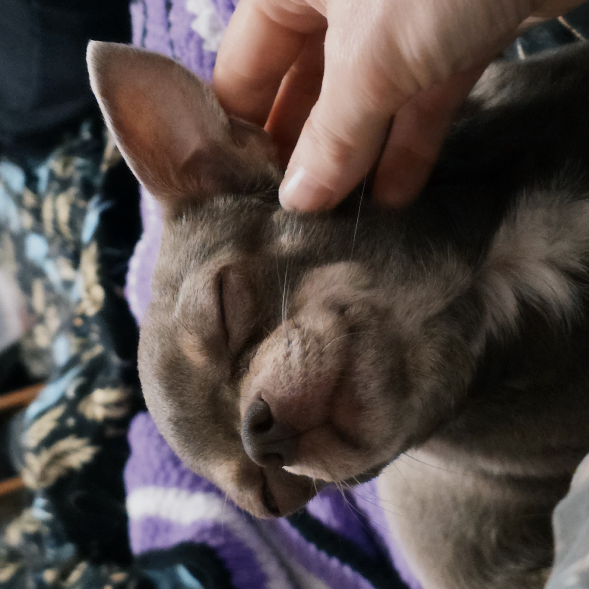 The image depicts an indoor scene within Saint Petersburg, Russia, showing a close-up of a small, light gray (likely 'lilac' colored) Chihuahua dog. The dog's eyes are closed, and its muzzle is slightly upturned, with whiskers clearly visible, suggesting a state of contentment. A fair-skinned human hand is positioned on the right side of the frame, with fingers gently caressing the dog's right cheek and behind its prominent, upright ear. The dog is resting on a soft, purple blanket featuring white horizontal stripes on the left side. The background is blurred, revealing a patterned textile with darker tones, including hints of dark blue, black, and beige, indicating a domestic environment.