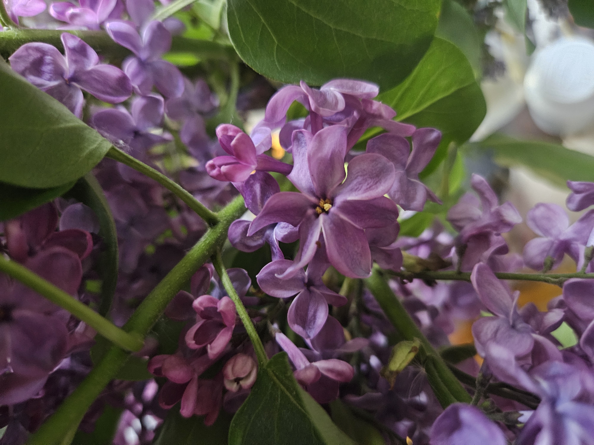 A close-up photograph shows a cluster of purple lilac flowers with green leaves. The flowers are in various stages of bloom, with some buds still closed and others fully open. The green stems are visible among the flowers. The location is not evident in the image, and there is no information to suggest it was taken in Rodniki, Russia. There are no people, subjects, objects, actions or interactions evident in the image beyond the floral arrangement. The environment is limited to the immediate vicinity of the flowers and leaves.
