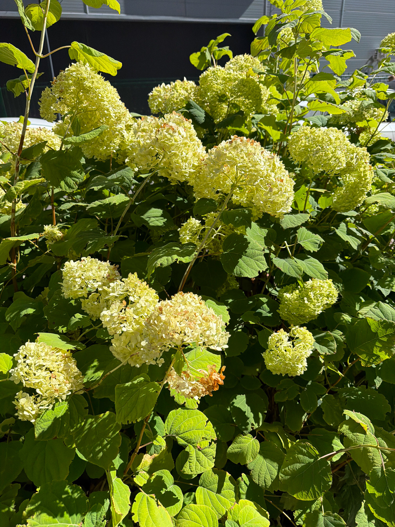 A close-up, eye-level shot captures a vibrant display of light green hydrangeas under bright sunlight. The flower heads are abundant, some fully bloomed and cone-shaped, others smaller and beginning to form. They are interspersed with large, dark green leaves, some of which show signs of wilting and browning. The foliage creates a dense, lush backdrop for the flowers. In the upper portion of the image, a dark, flat surface, possibly the side of a building, is visible, with a sliver of a lighter, reflective surface, likely a window, to the left. The scene is devoid of any human presence. The overall impression is that of a well-maintained garden or shrubbery in an urban setting. The image is undated and its specific location in Kyiv, Ukraine, is not ascertainable from the visual information alone.