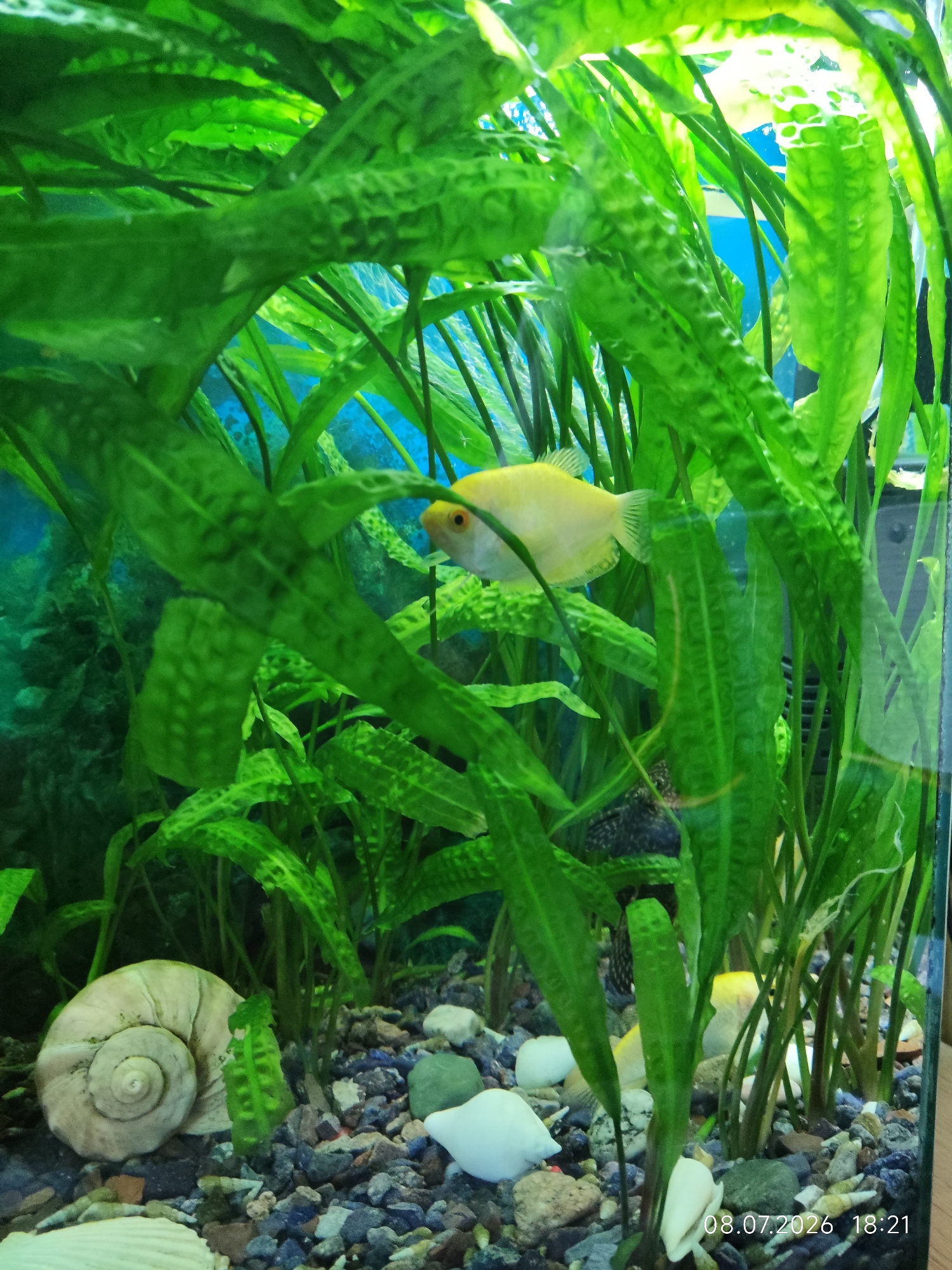 The image shows an aquarium filled with lush green aquatic plants and gravel substrate. A single yellow fish is swimming amongst the plants. Several snail shells and some smaller white shells are scattered on the gravel at the bottom of the tank. The lighting appears to be artificial, illuminating the aquarium from above. There is a timestamp in the bottom right corner of the image that reads "08.07.2026 18:21". The location of Karshi City, Uzbekistan is not depicted in this image.