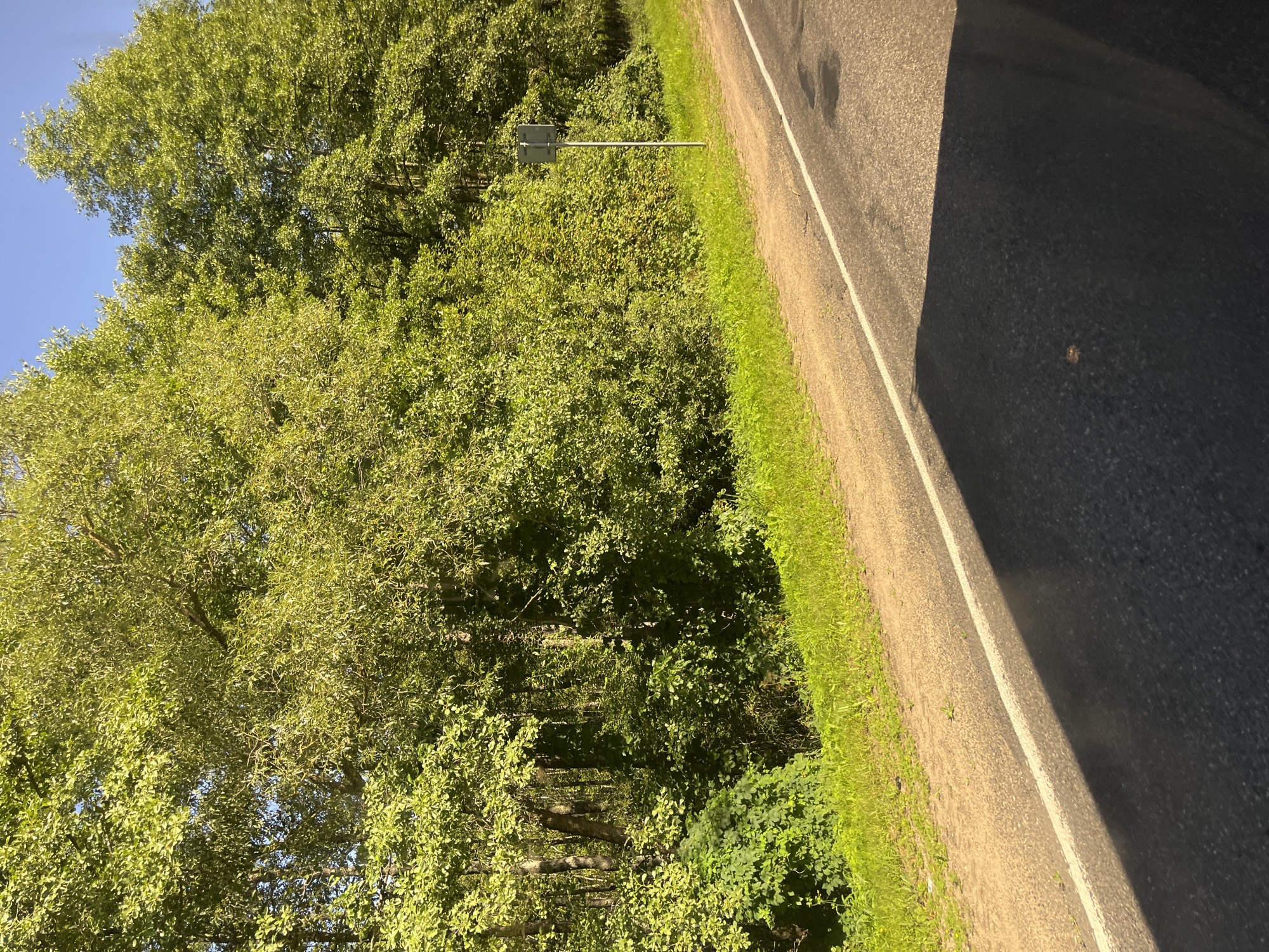 A rural roadside scene in the Мядзельскі сельскі Савет, Belarus, under a clear blue sky. The image captures a dense line of lush green trees and foliage bordering a paved road. The road itself has a white line marking its edge and a dirt shoulder. In the distance, a solitary grey signpost stands near the tree line. The foreground of the road is dominated by a large shadow, suggesting the perspective is from within or alongside a vehicle. The environment is natural and undeveloped, indicative of a countryside setting.