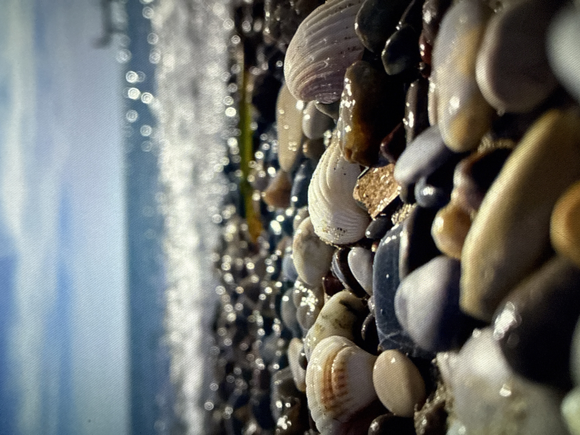 The image shows a close-up of a beach with seashells and pebbles. The left side of the image shows a blurred area of water with bright bokeh. The shells and pebbles are wet and reflect light. The pebbles are various shades of grey, black, brown, and white. Some shells have visible ridges. The location is Unknown, Unknown.