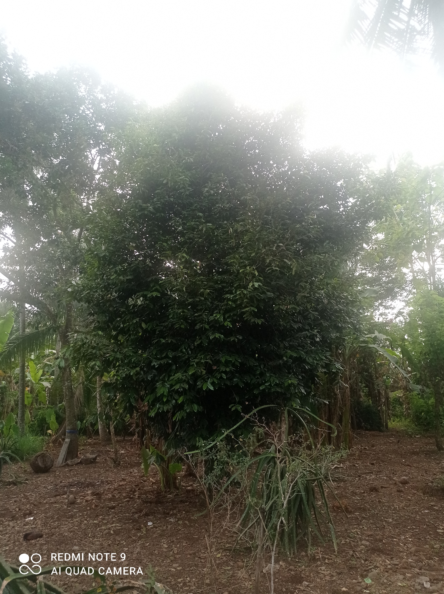 The image depicts an outdoor scene in Cipawon, Indonesia, featuring a lush, dense tree at the center. The tree has dark green foliage and appears to be the main subject. Surrounding it are other trees and vegetation, including what seem to be banana plants to the left. The ground is covered in dry leaves and soil. In the foreground, a spindly plant with long, thin leaves is visible. The sky is heavily overexposed, suggesting bright daylight conditions, possibly with fog or haze. A watermark in the bottom left corner indicates the image was taken with a "REDMI NOTE 9 AI QUAD CAMERA." There are no people or animals present in the image, and no specific actions or interactions are depicted. The environment appears to be natural or semi-natural, potentially a garden or a rural area.