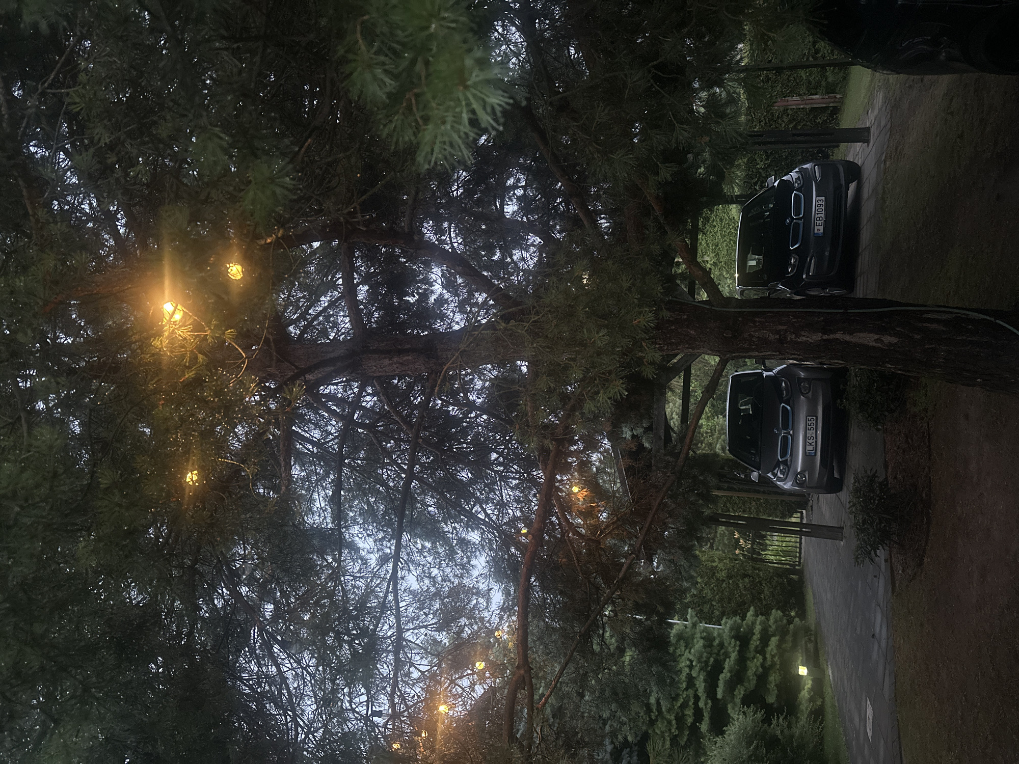 The image depicts a dark outdoor scene in Lapės, Lithuania, dominated by a large evergreen tree. String lights are draped across the tree's branches, emitting a warm yellow glow. Beneath the tree, a paved driveway is visible, with two cars parked. The car on the left is a silver BMW i3 with license plate LKS 555. The car on the right is a dark BMW i3 with license plate EB 1093. The surrounding area is overgrown with greenery, including bushes and more evergreen trees. The sky is overcast, contributing to the overall dim lighting of the scene.
